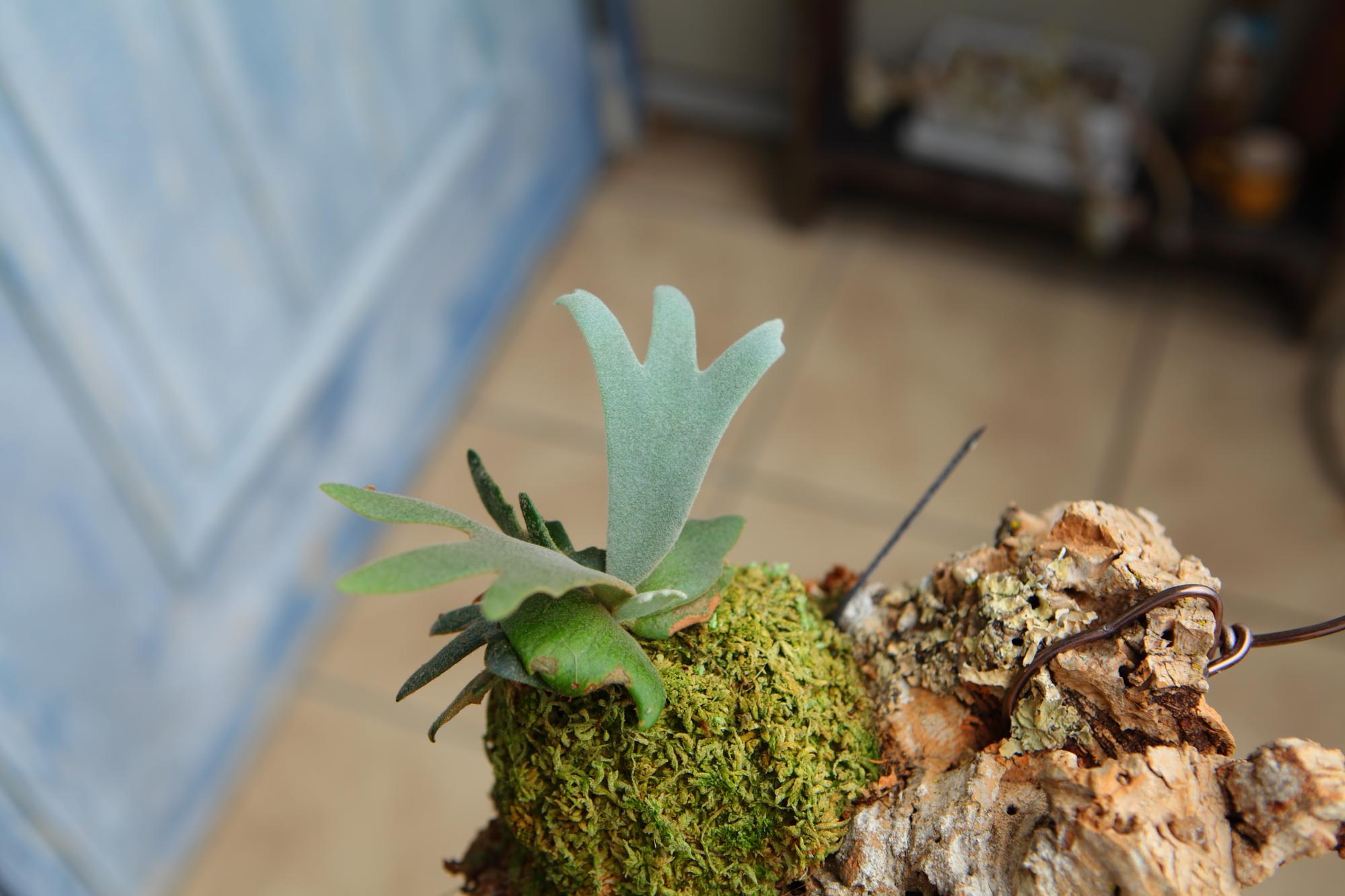 【P. willinckii Jade Girl sporeling】ウィリンキー・ジェイドガール No.F101 | 2枚目