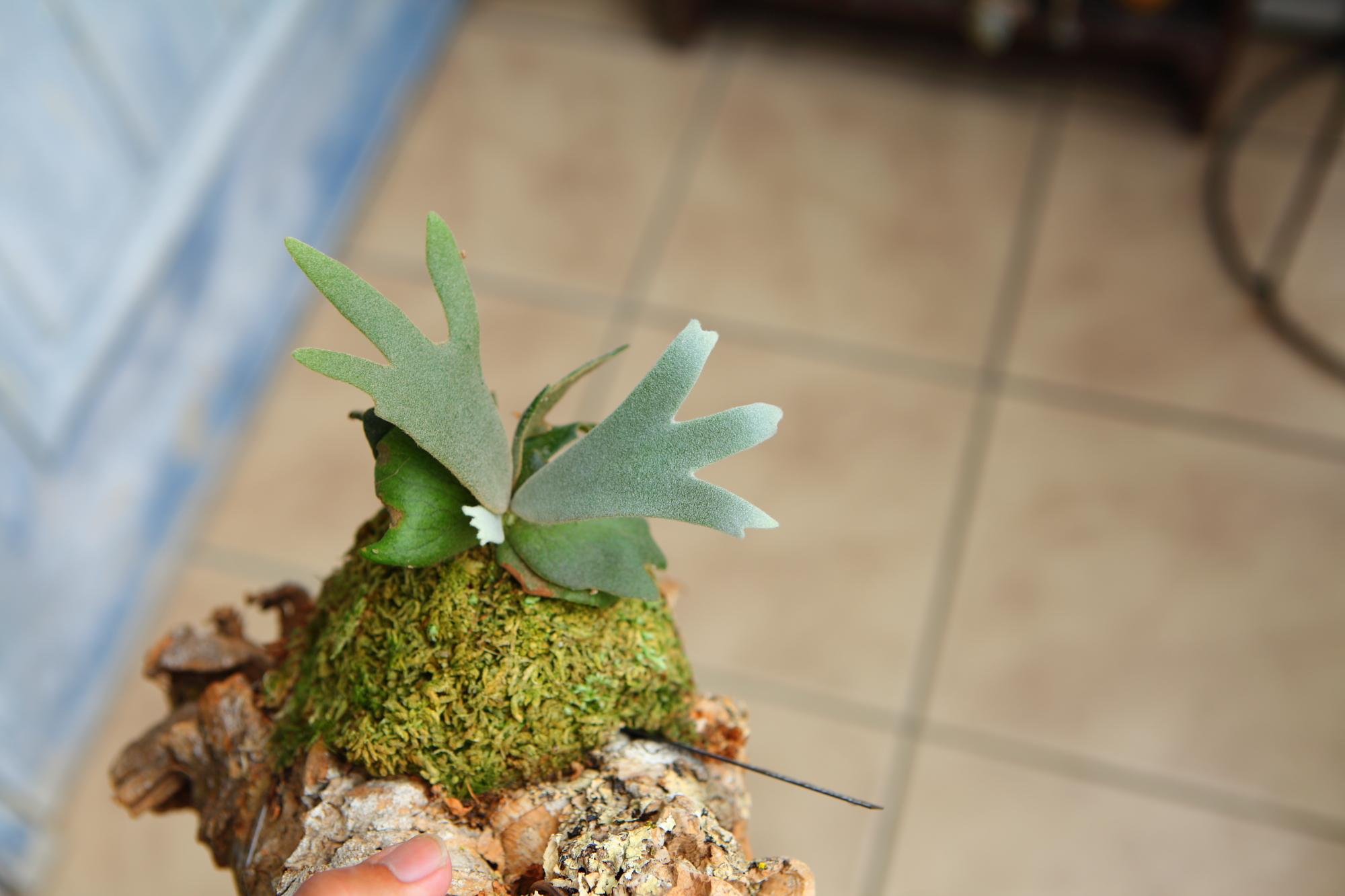 【P. willinckii Jade Girl sporeling】ウィリンキー・ジェイドガール No.F101 | 3枚目