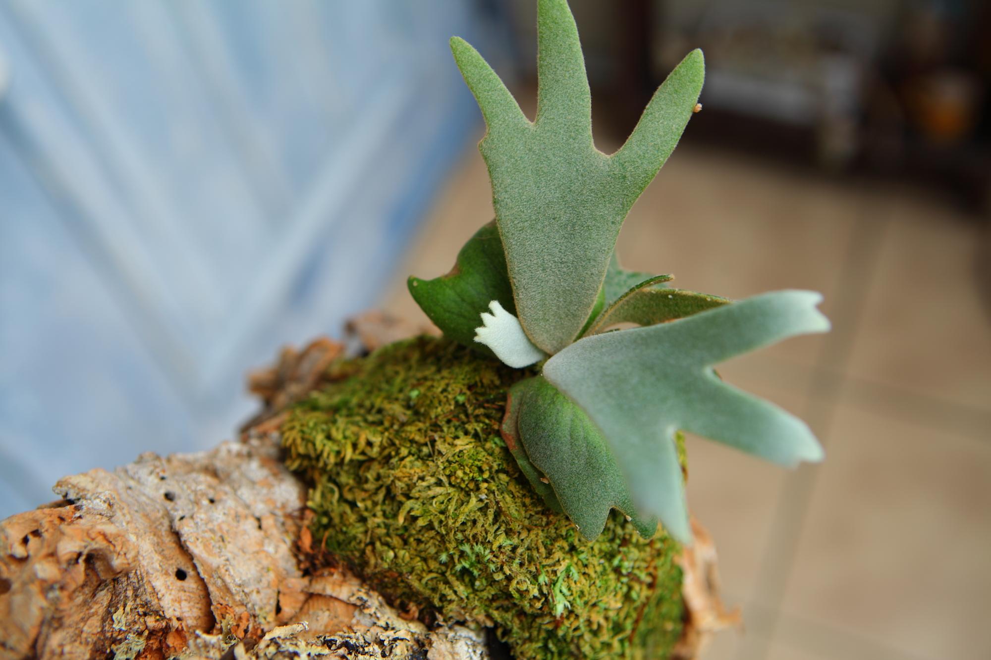 【P. willinckii Jade Girl sporeling】ウィリンキー・ジェイドガール No.F101 | 4枚目