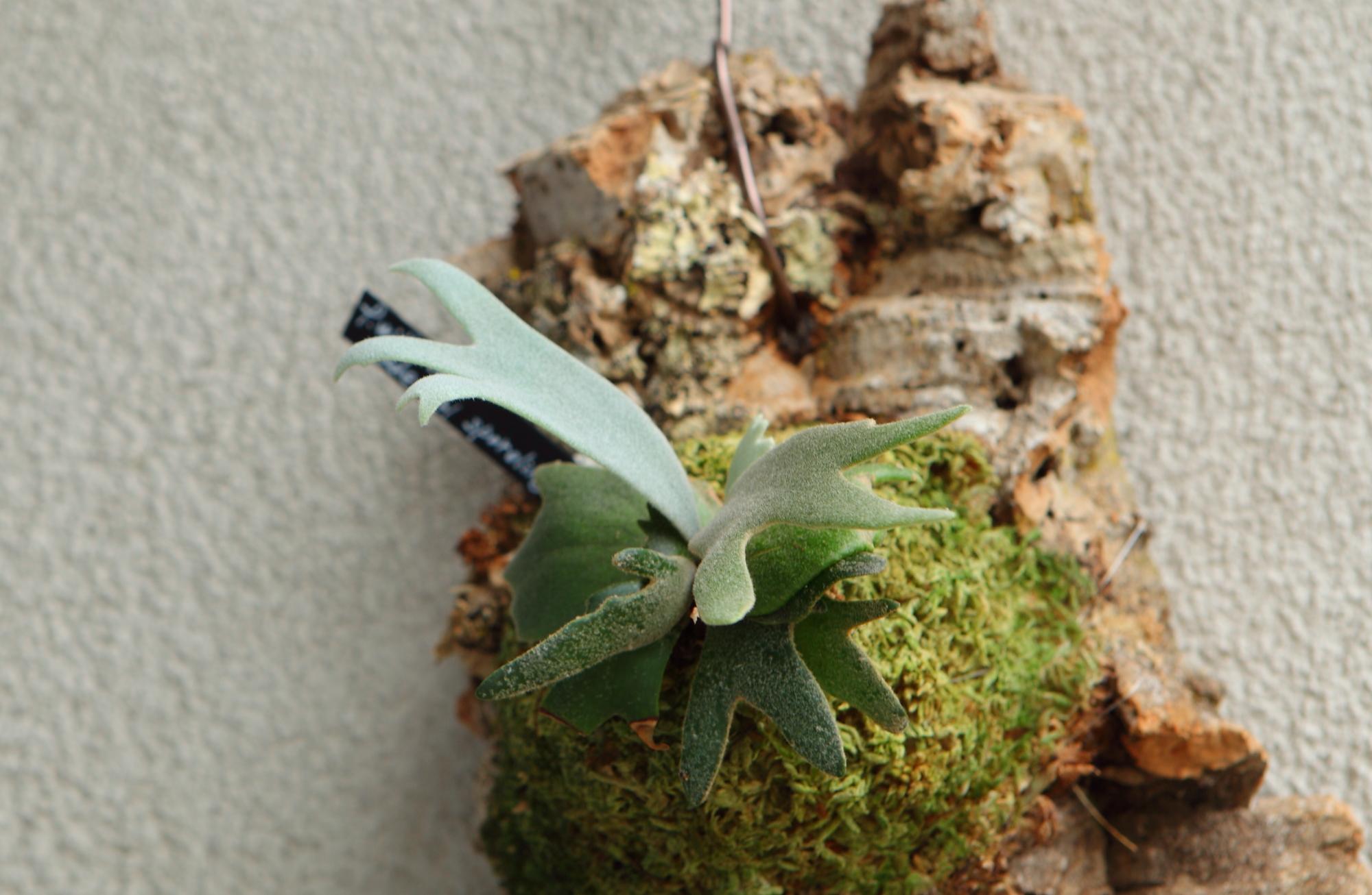 【P. willinckii Jade Girl sporeling】ウィリンキー・ジェイドガール No.F101 | 5枚目