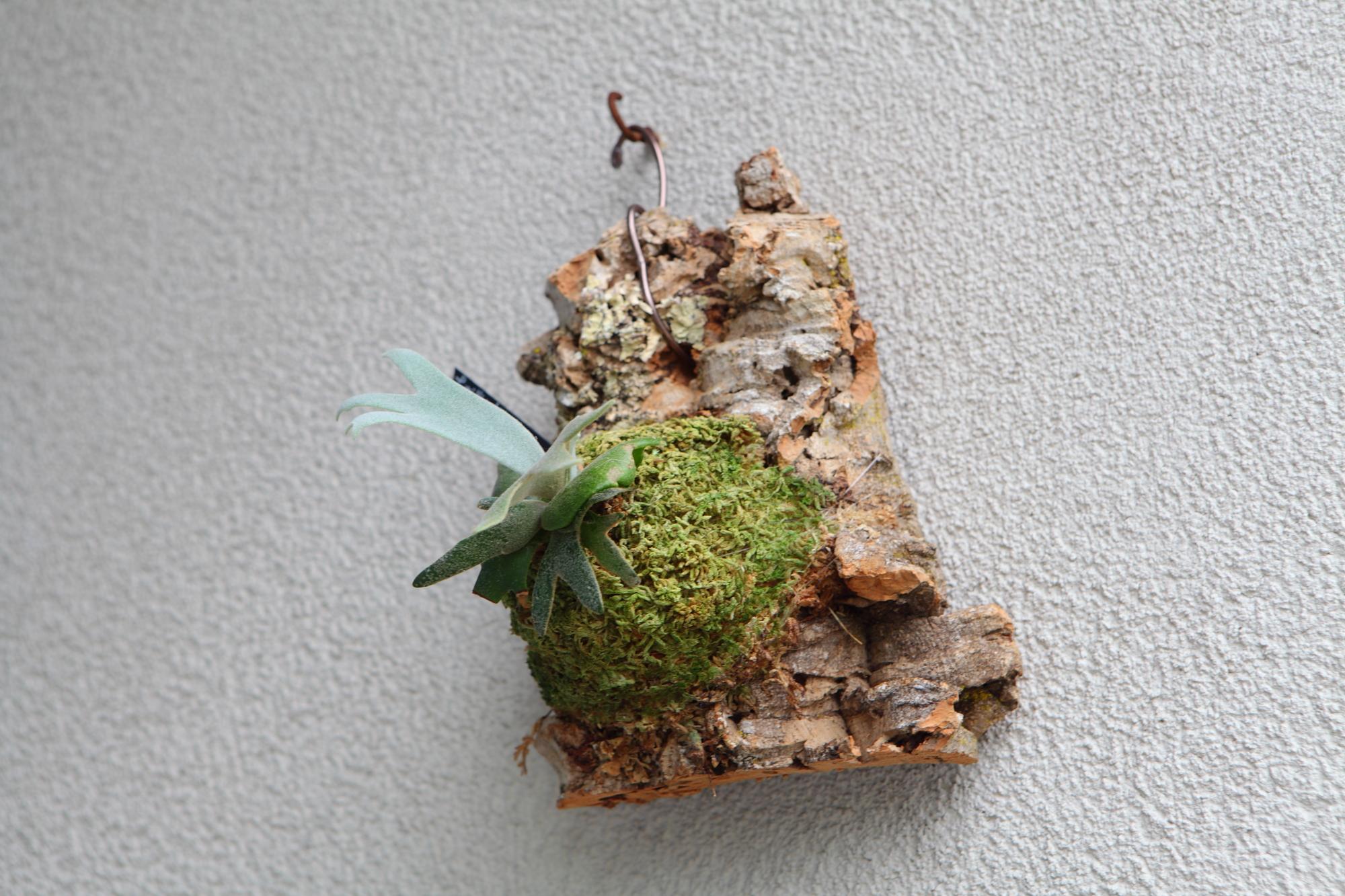 【P. willinckii Jade Girl sporeling】ウィリンキー・ジェイドガール No.F101 | 6枚目