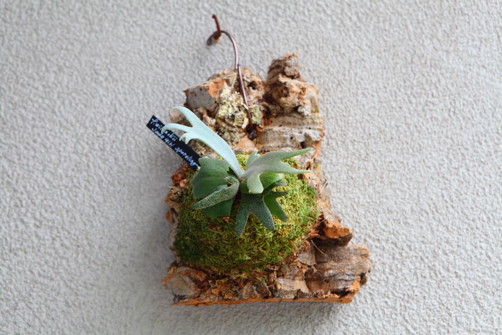 【P. willinckii Jade Girl sporeling】ウィリンキー・ジェイドガール No.F101 | 7枚目