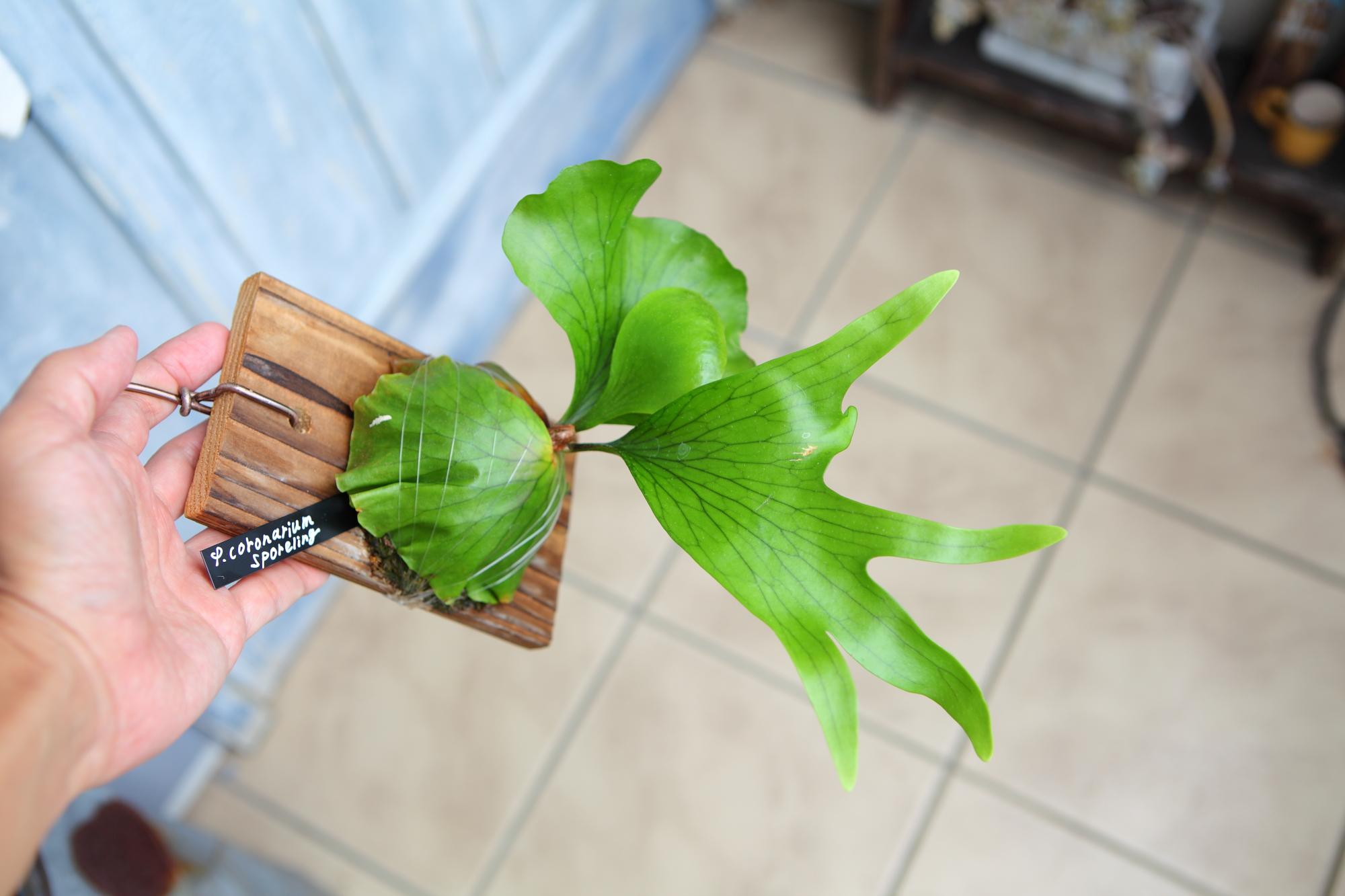 【P. coronarium sporeling】ビカクシダ・コロナリウム No.T102