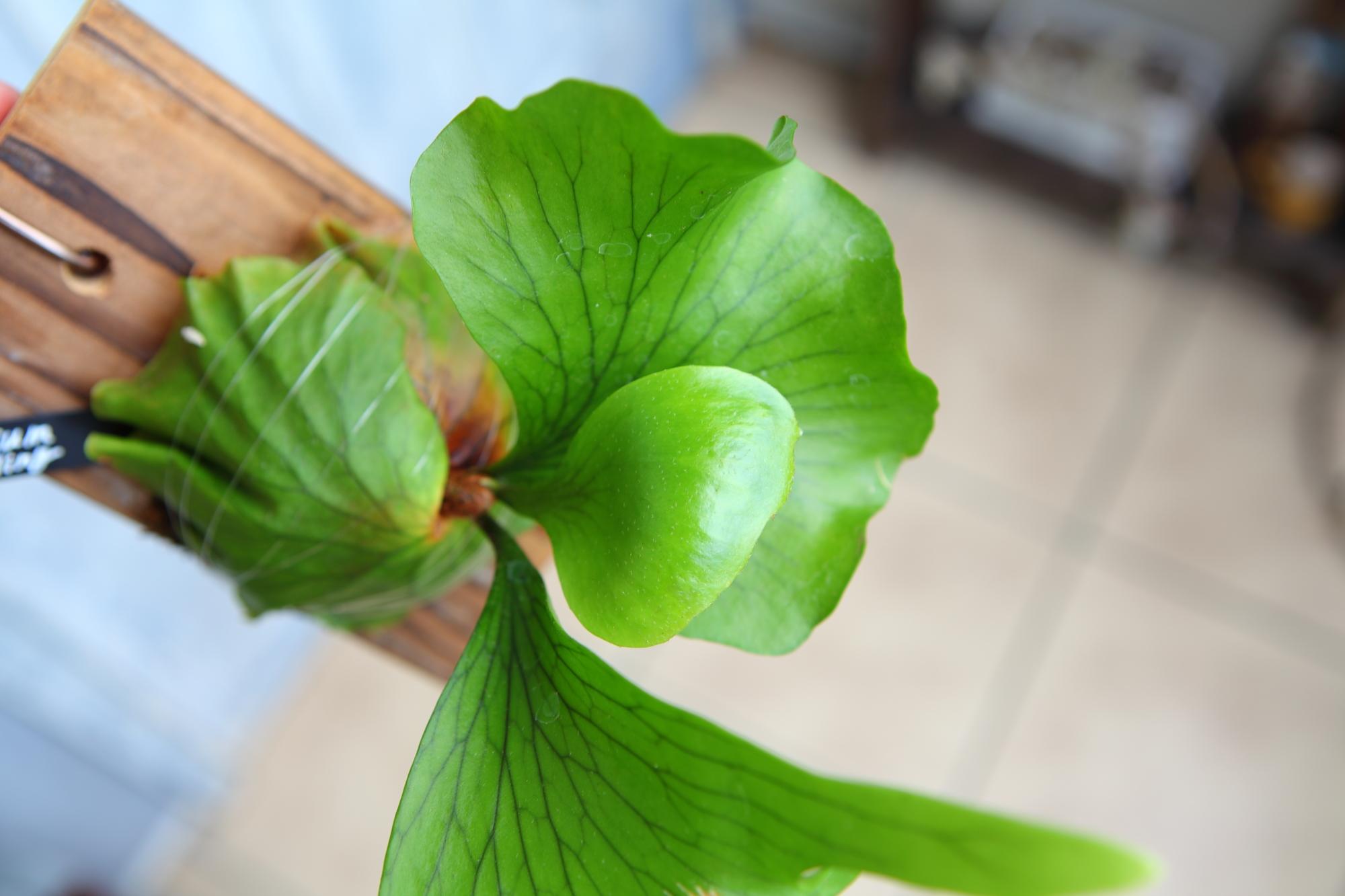 【P. coronarium sporeling】ビカクシダ・コロナリウム No.T102 | 2枚目