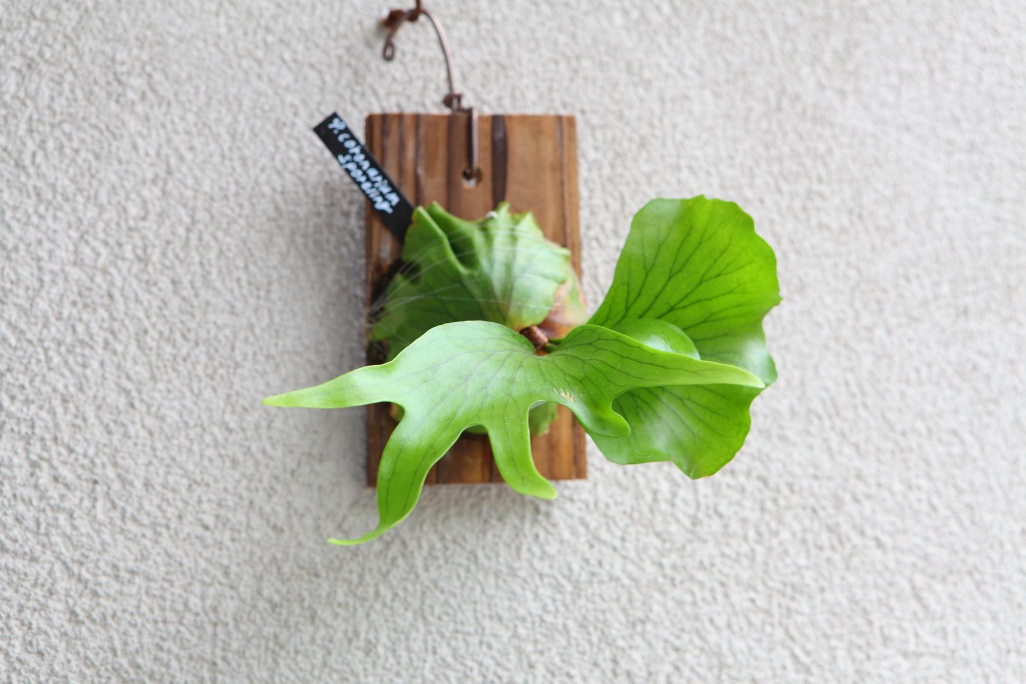 【P. coronarium sporeling】ビカクシダ・コロナリウム No.T102 | 3枚目