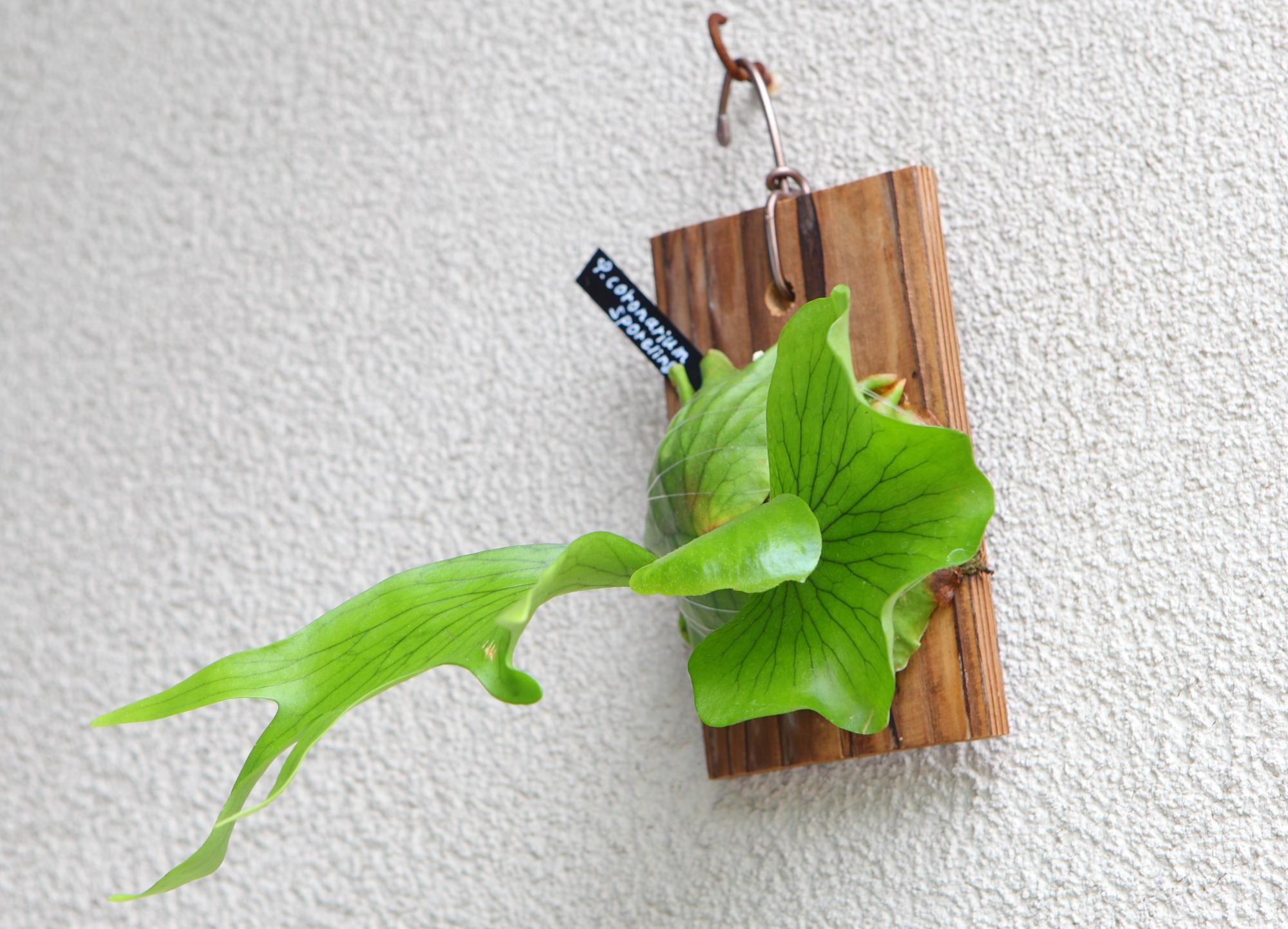 【P. coronarium sporeling】ビカクシダ・コロナリウム No.T102 | 4枚目