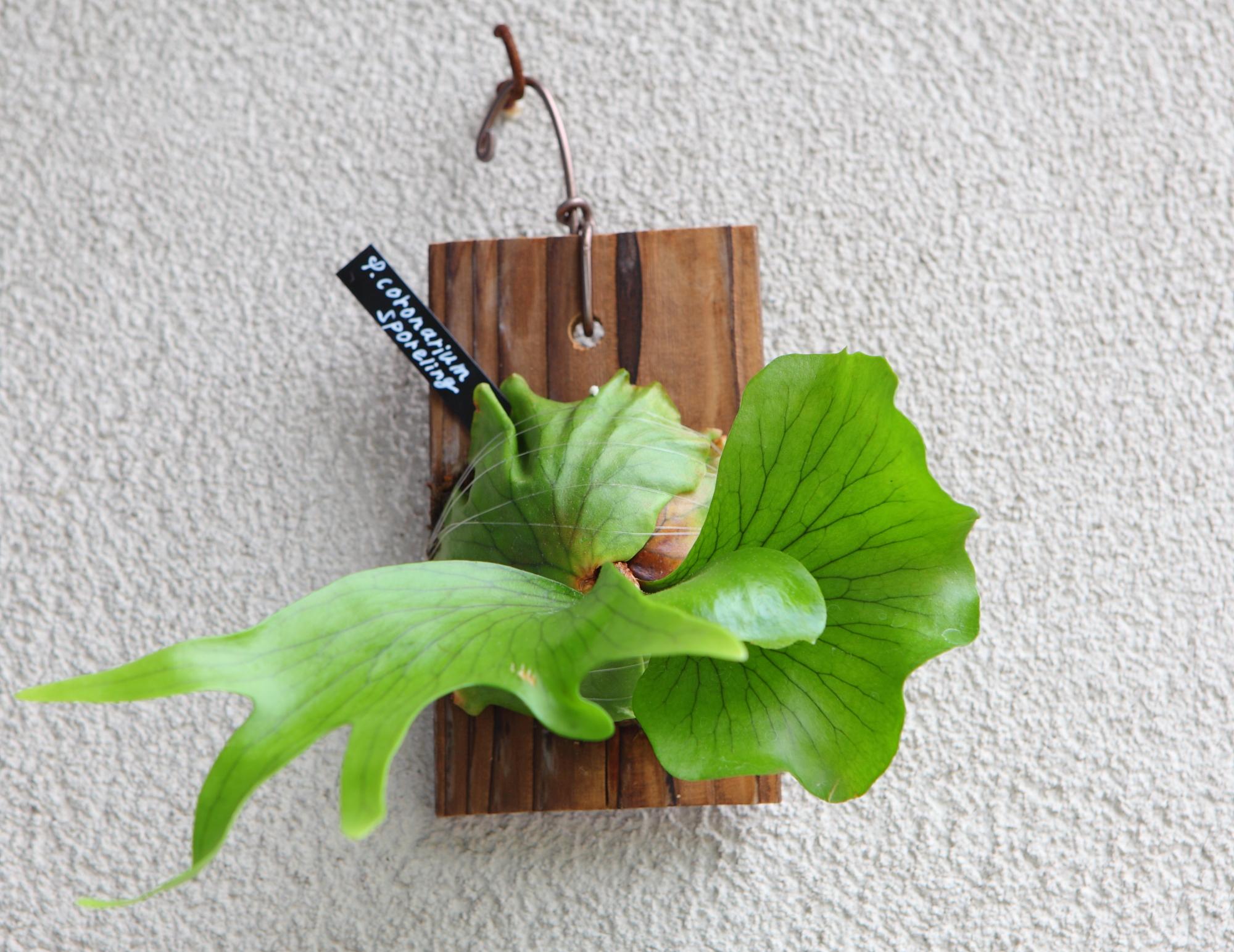 【P. coronarium sporeling】ビカクシダ・コロナリウム No.T102 | 5枚目