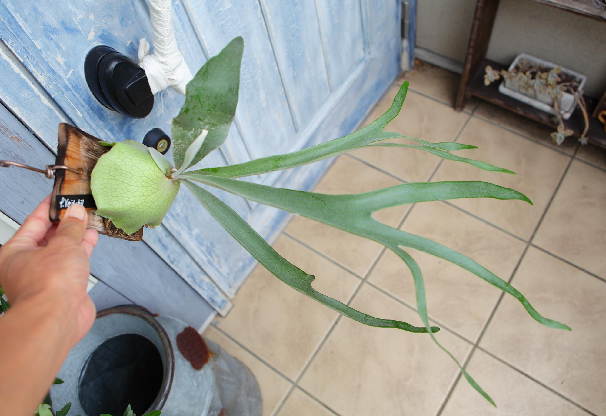 【P. Veitchii 】ビカクシダ ビーチー  ベイチー　 　No.A103