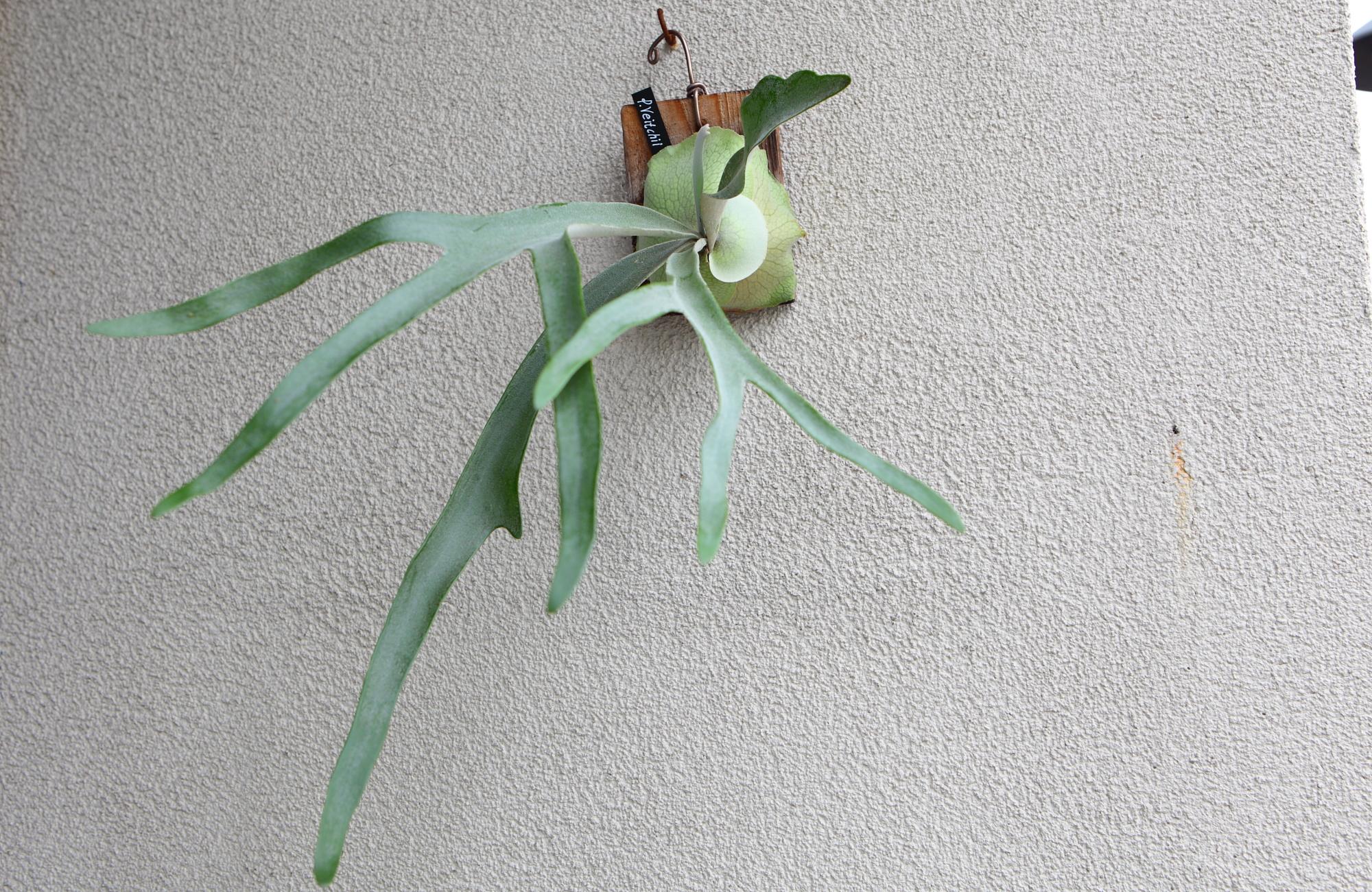 【P. Veitchii 】ビカクシダ ビーチー  ベイチー　 　No.A103 | 2枚目