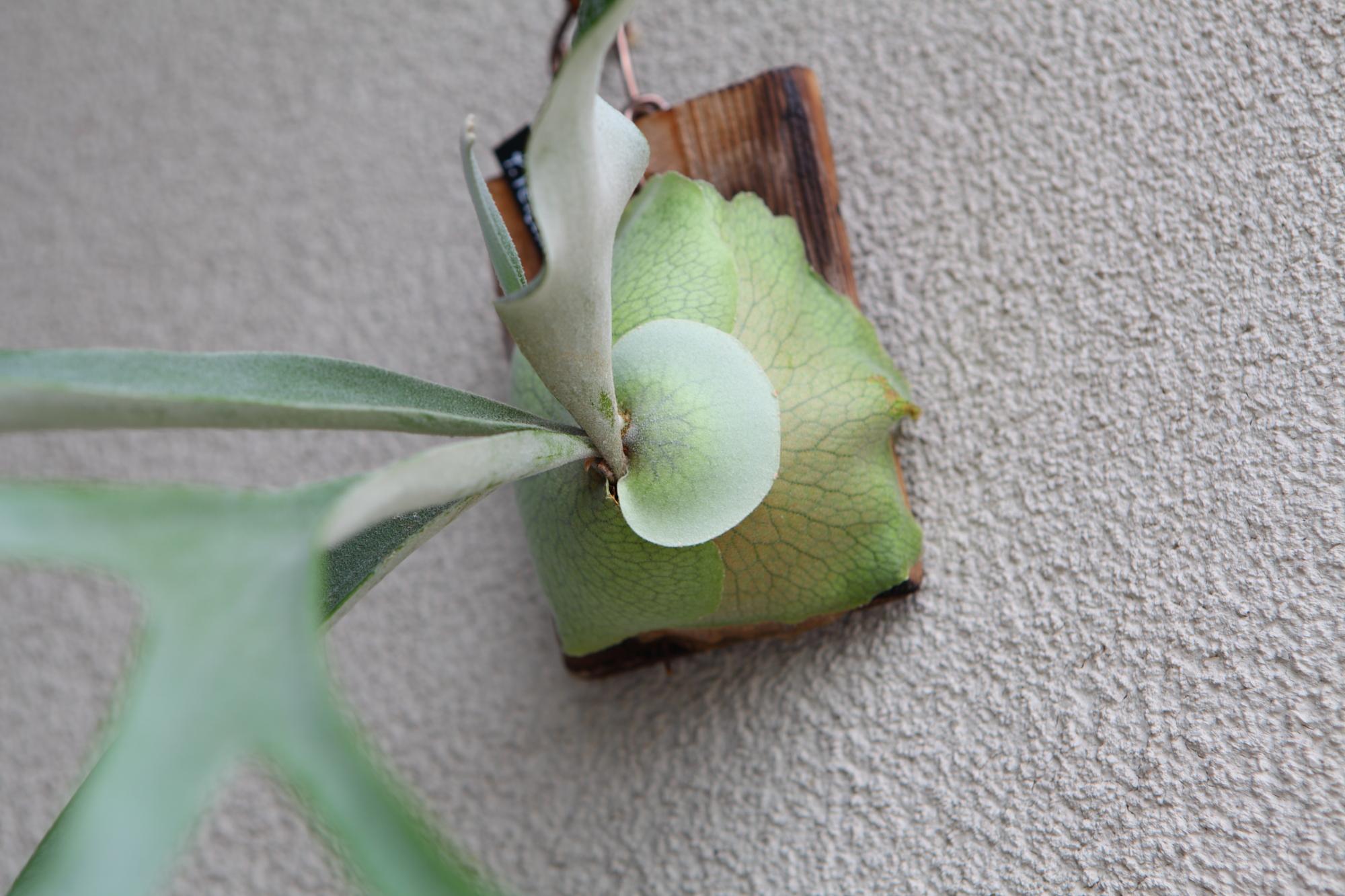 【P. Veitchii 】ビカクシダ ビーチー  ベイチー　 　No.A103 | 3枚目