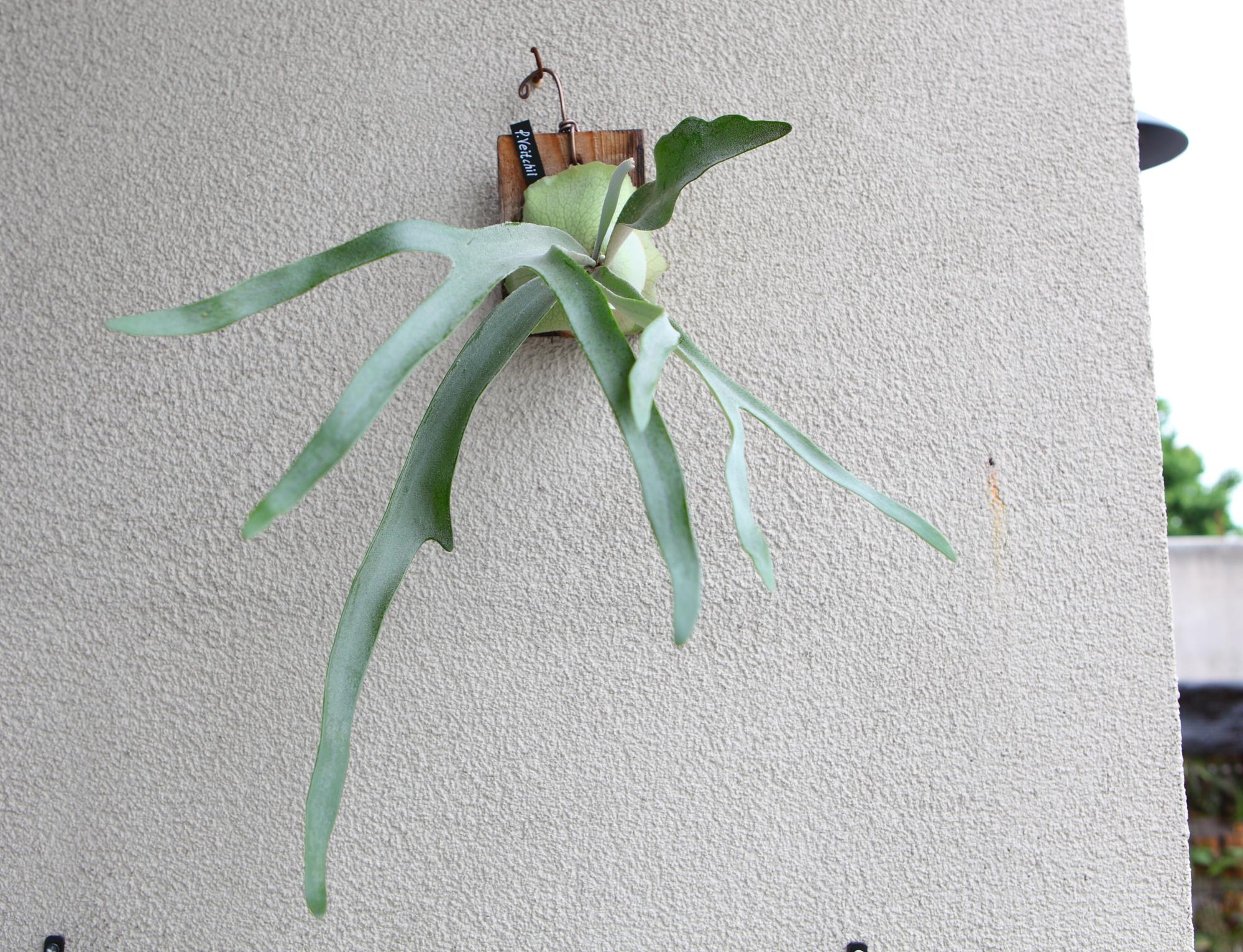 【P. Veitchii 】ビカクシダ ビーチー  ベイチー　 　No.A103 | 4枚目