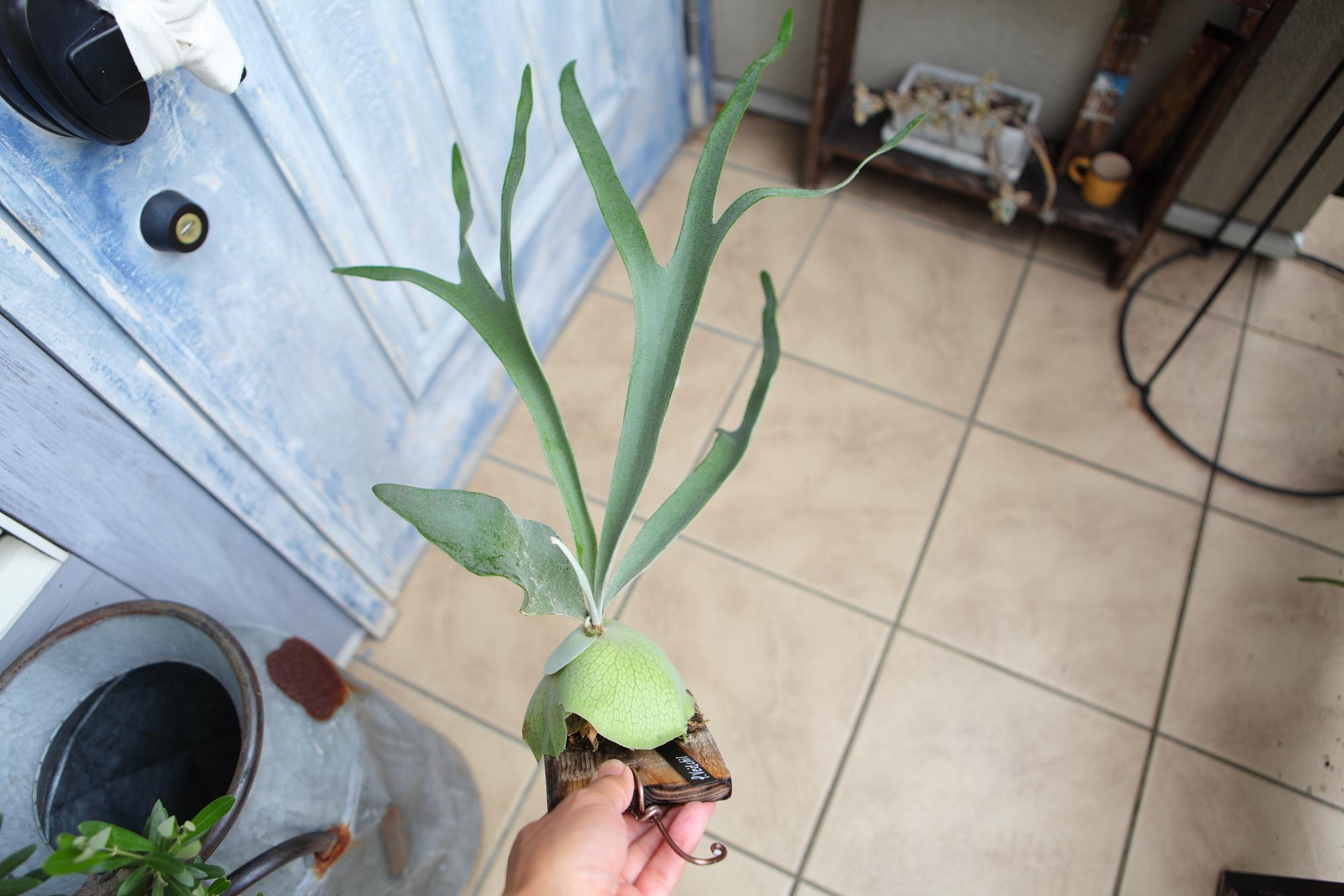 【P. Veitchii 】ビカクシダ ビーチー  ベイチー　 　No.A103 | 5枚目