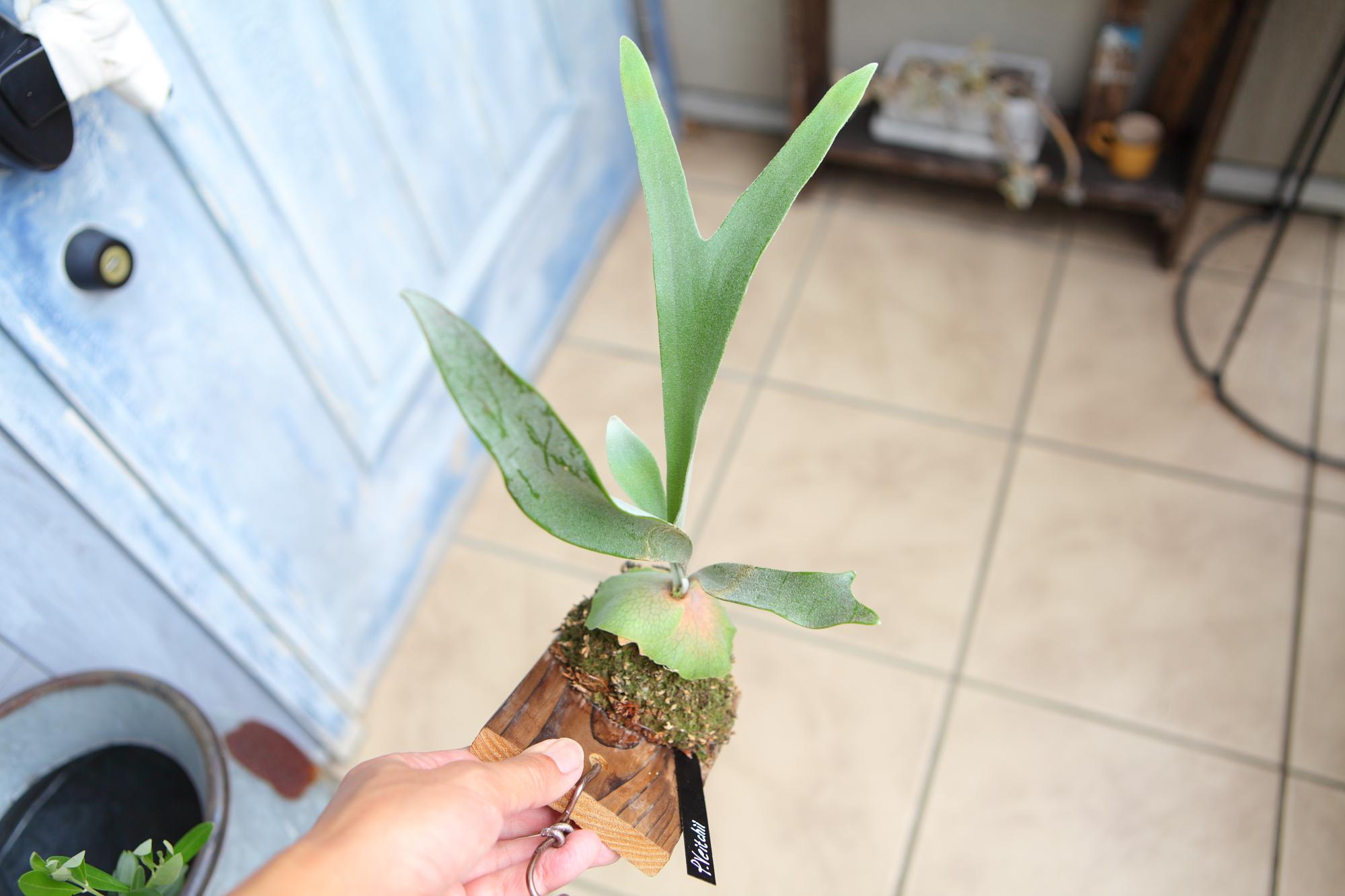 【P. Veitchii 】ビカクシダ ビーチー  ベイチー　 　No.A105 | 2枚目