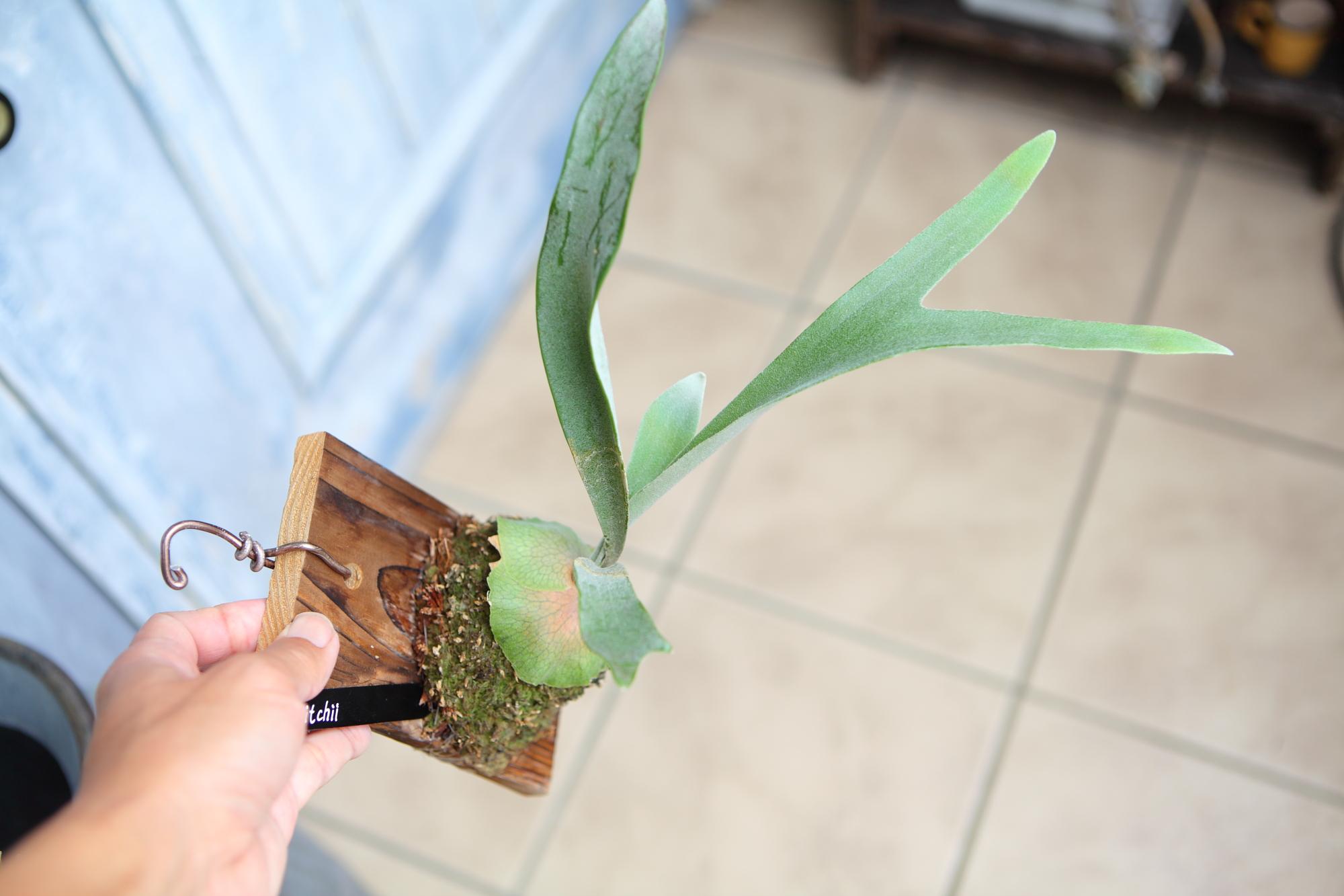 【P. Veitchii 】ビカクシダ ビーチー  ベイチー　 　No.A105 | 5枚目