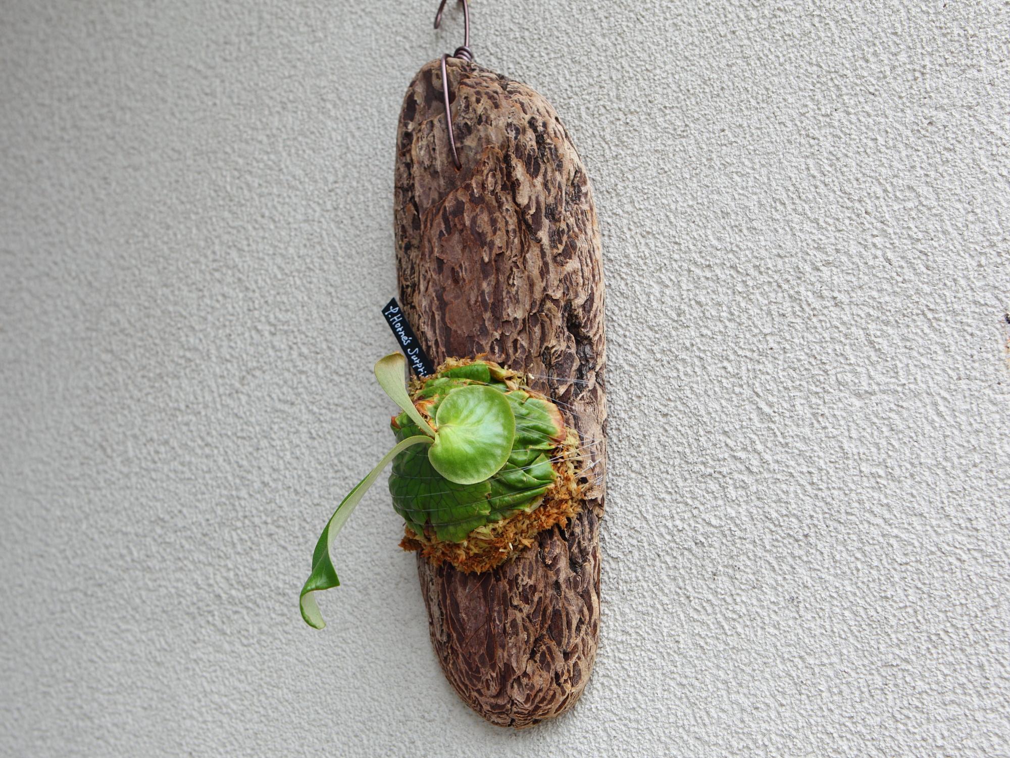 【P. Horne's Surprise】ビカクシダ ホーンズサプライズ　No.T105