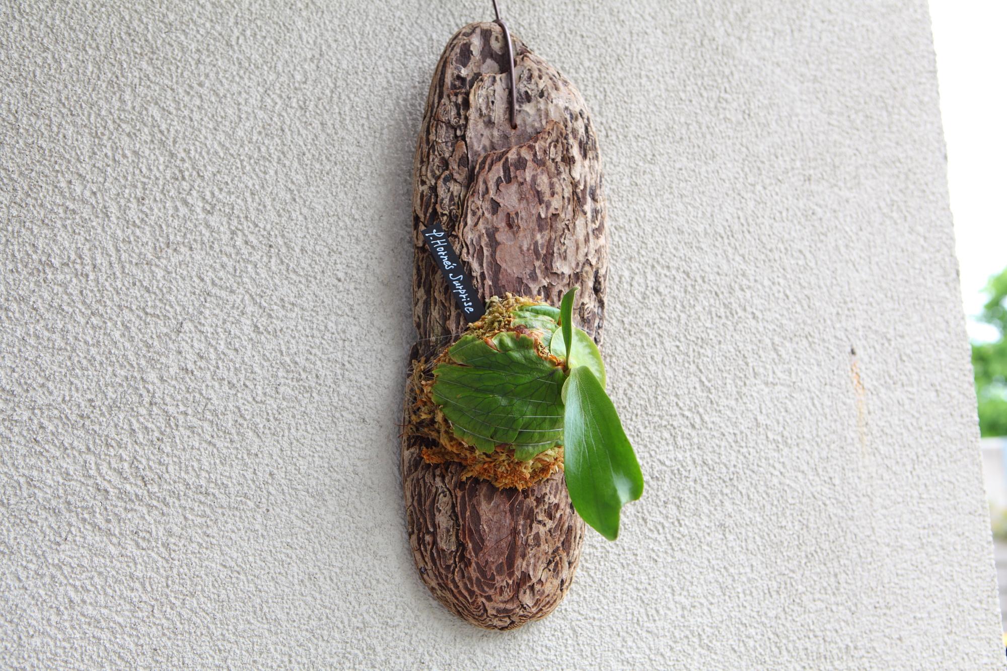 【P. Horne's Surprise】ビカクシダ ホーンズサプライズ　No.T105 | 3枚目