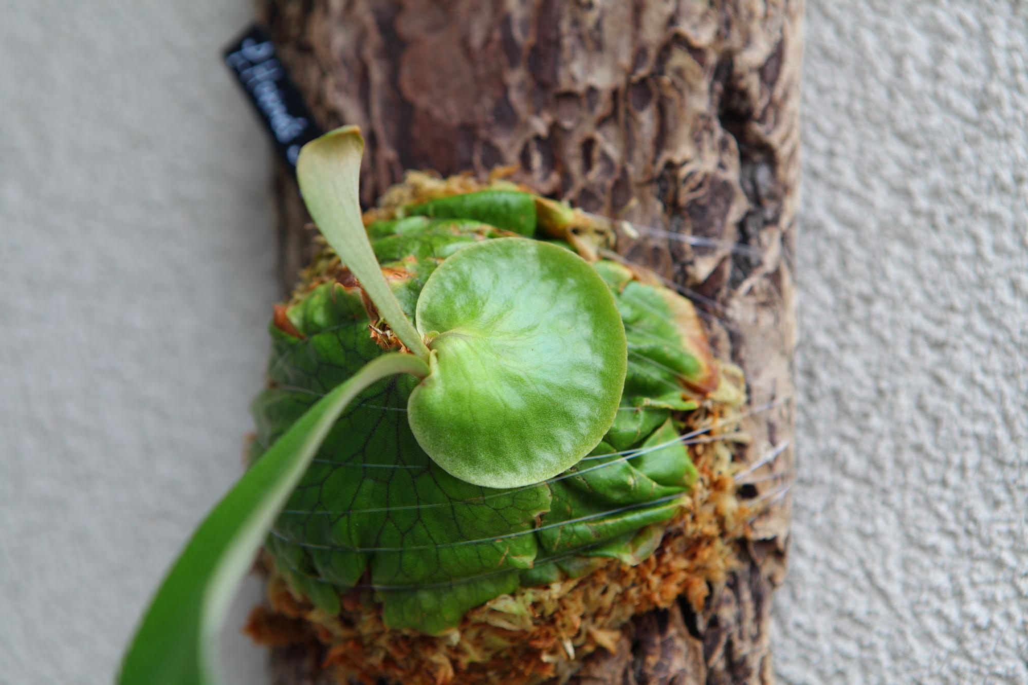 【P. Horne's Surprise】ビカクシダ ホーンズサプライズ　No.T105 | 4枚目