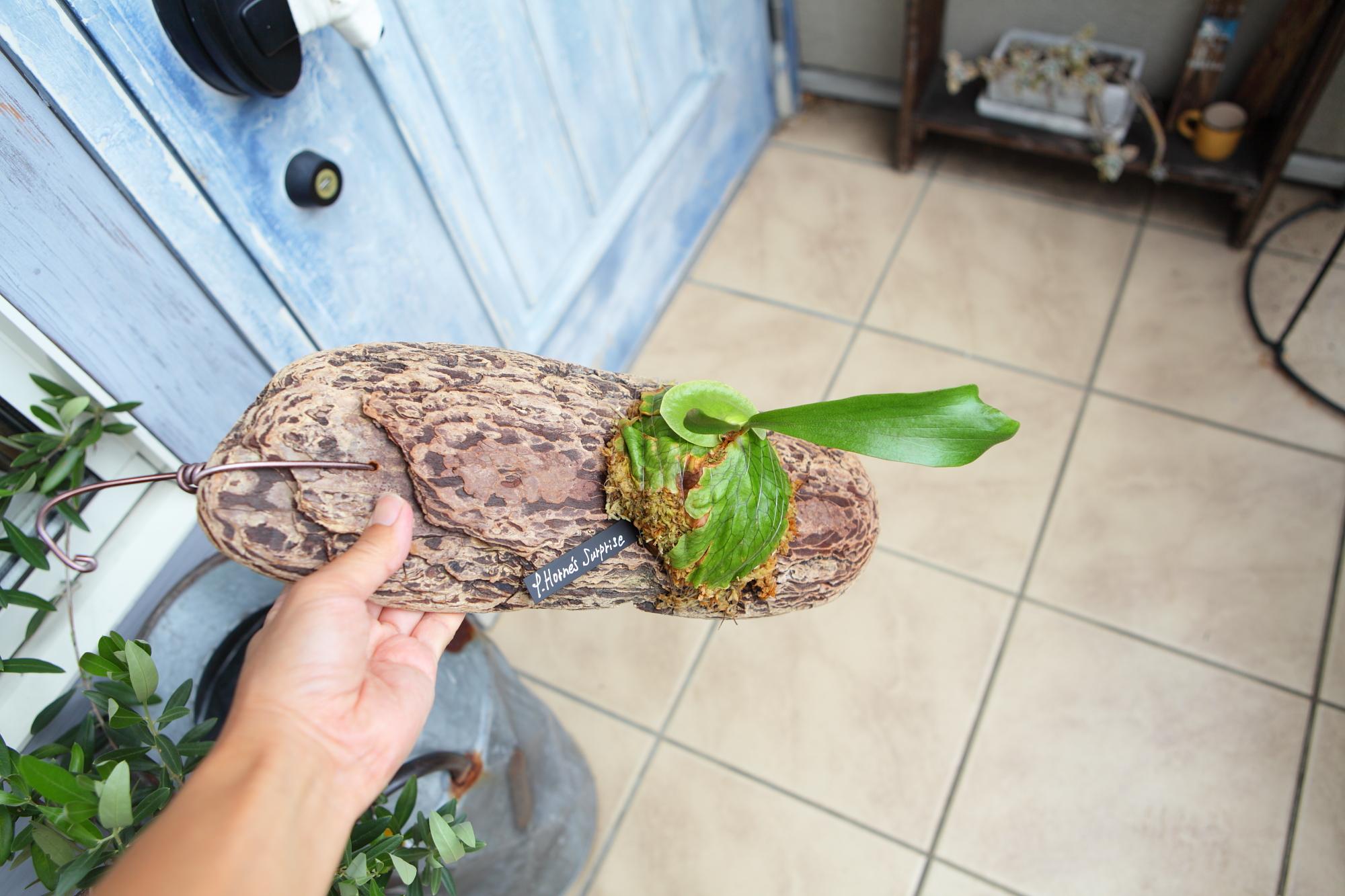 【P. Horne's Surprise】ビカクシダ ホーンズサプライズ　No.T105 | 5枚目