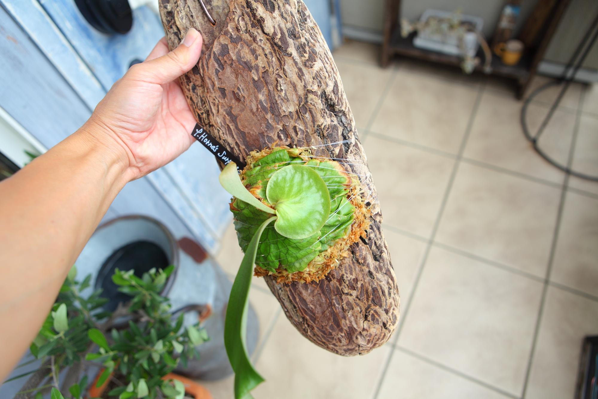 【P. Horne's Surprise】ビカクシダ ホーンズサプライズ　No.T105 | 6枚目