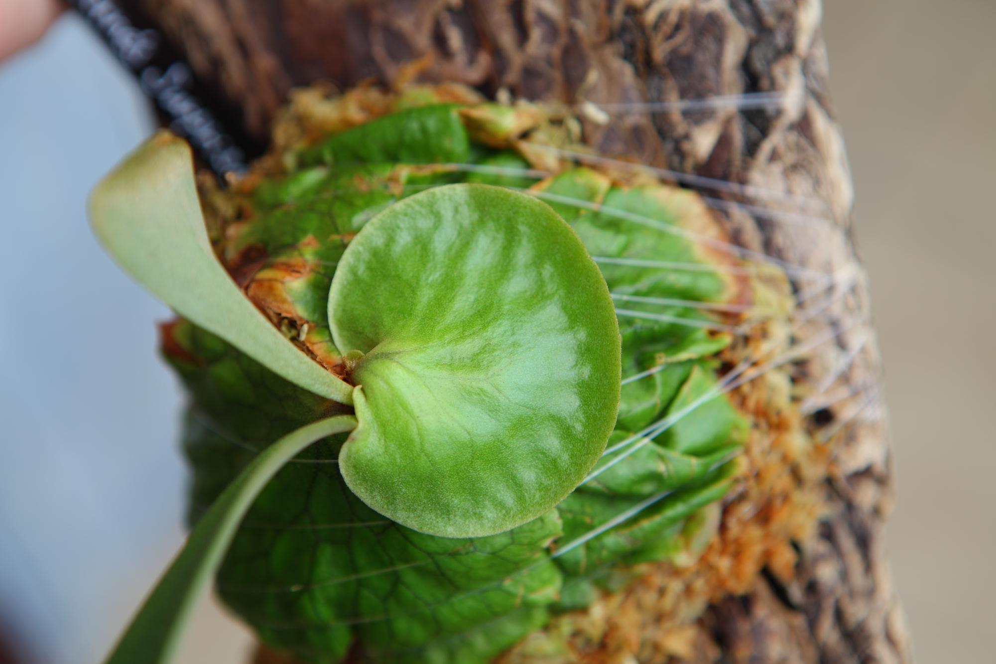 【P. Horne's Surprise】ビカクシダ ホーンズサプライズ　No.T105 | 7枚目