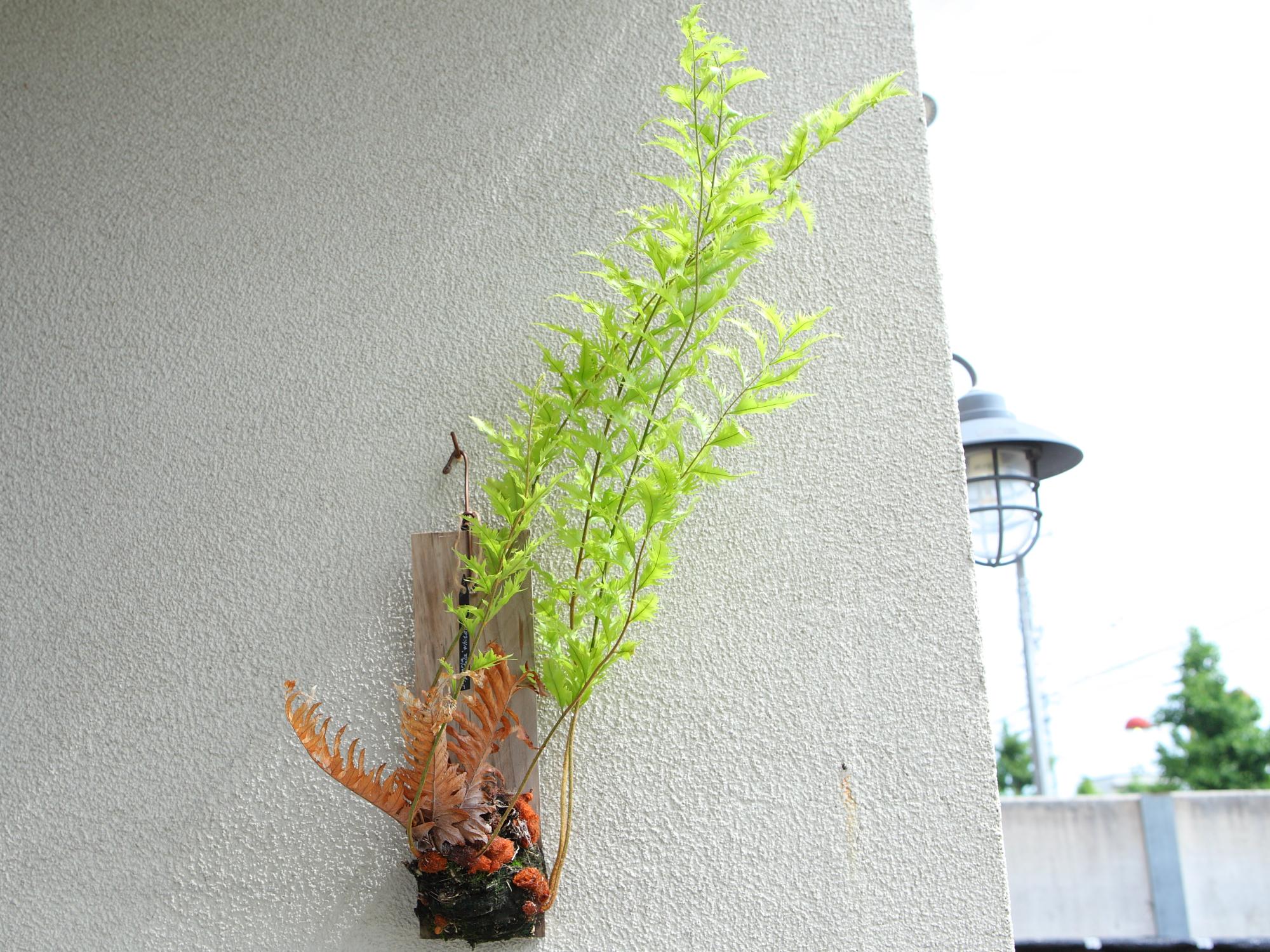 希少品【Drynaria rigidula whitei 】ドリナリア　リギュドラ　ホワイティ　E1061枚目の画像