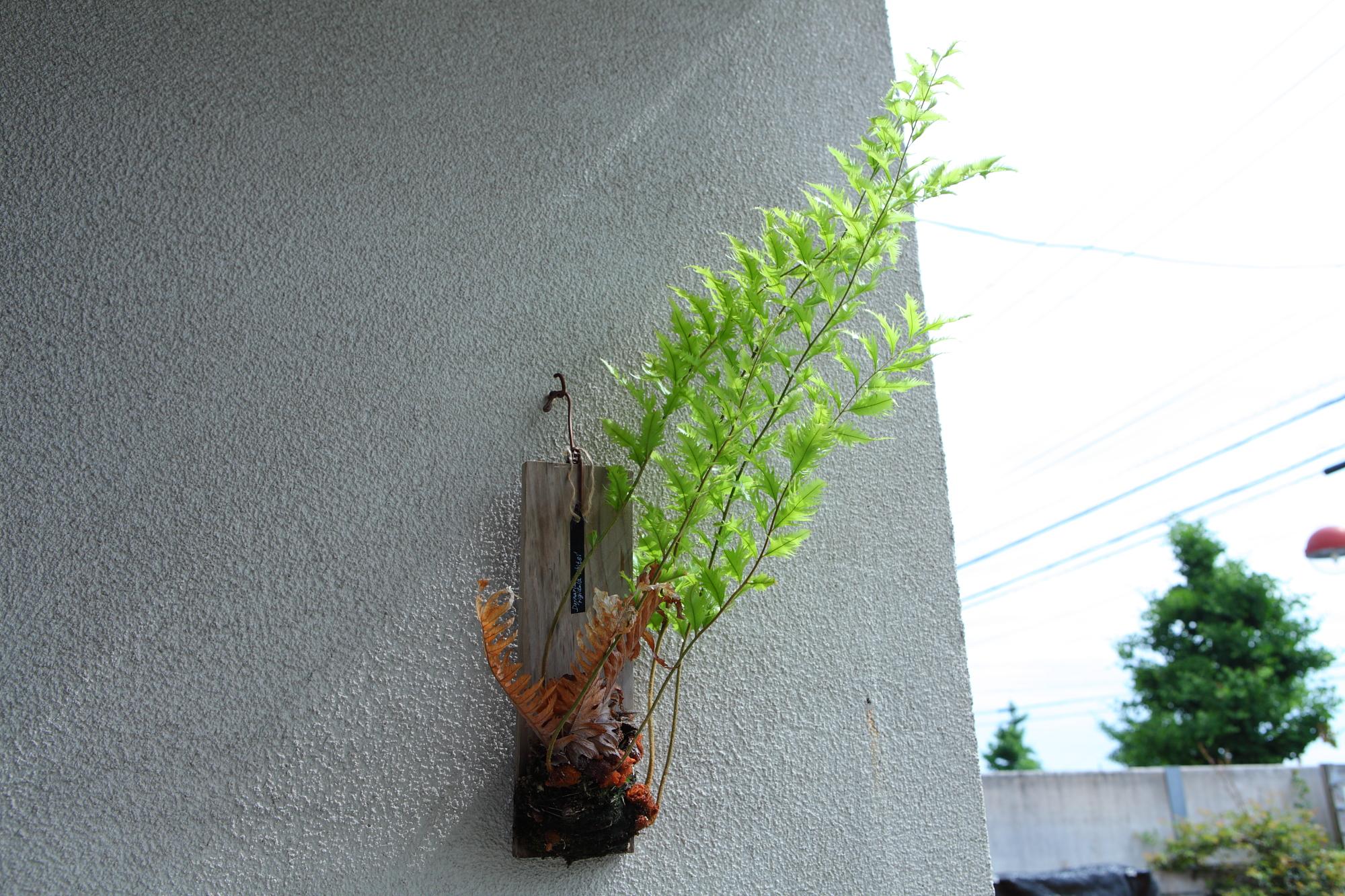 希少品【Drynaria rigidula whitei 】ドリナリア　リギュドラ　ホワイティ　E106 | 2枚目