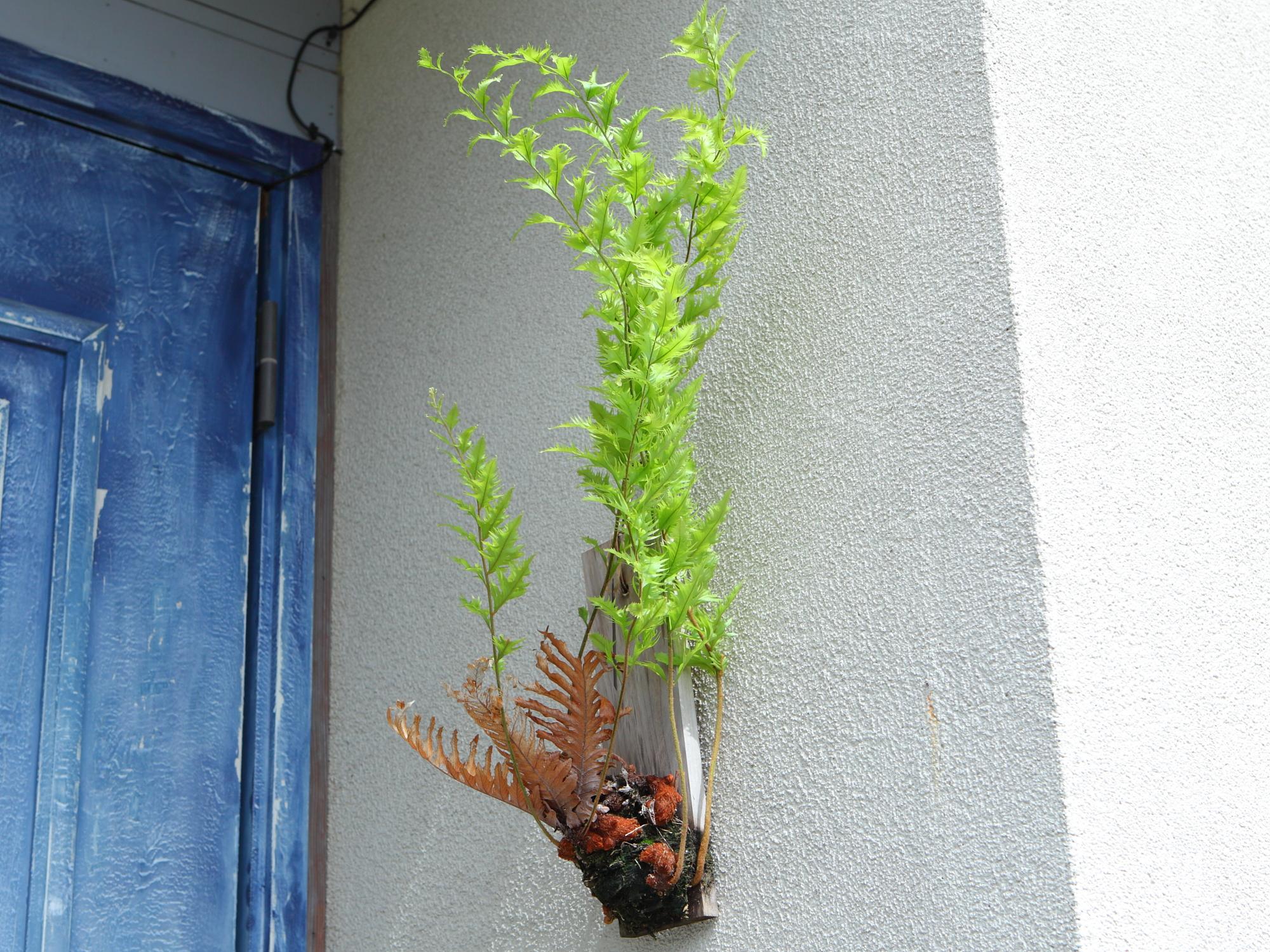 希少品【Drynaria rigidula whitei 】ドリナリア　リギュドラ　ホワイティ　E106 | 3枚目