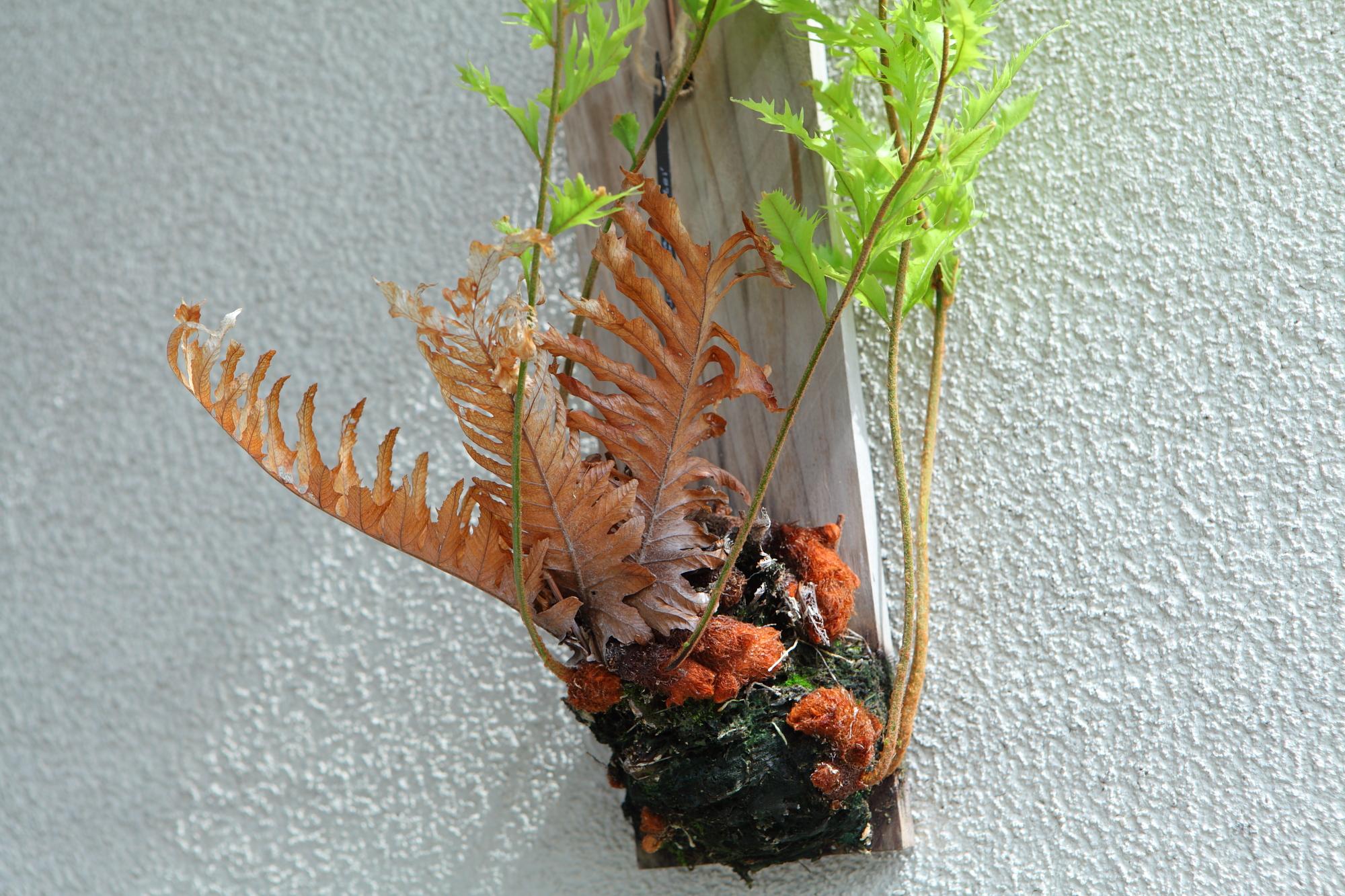 希少品【Drynaria rigidula whitei 】ドリナリア　リギュドラ　ホワイティ　E106 | 4枚目