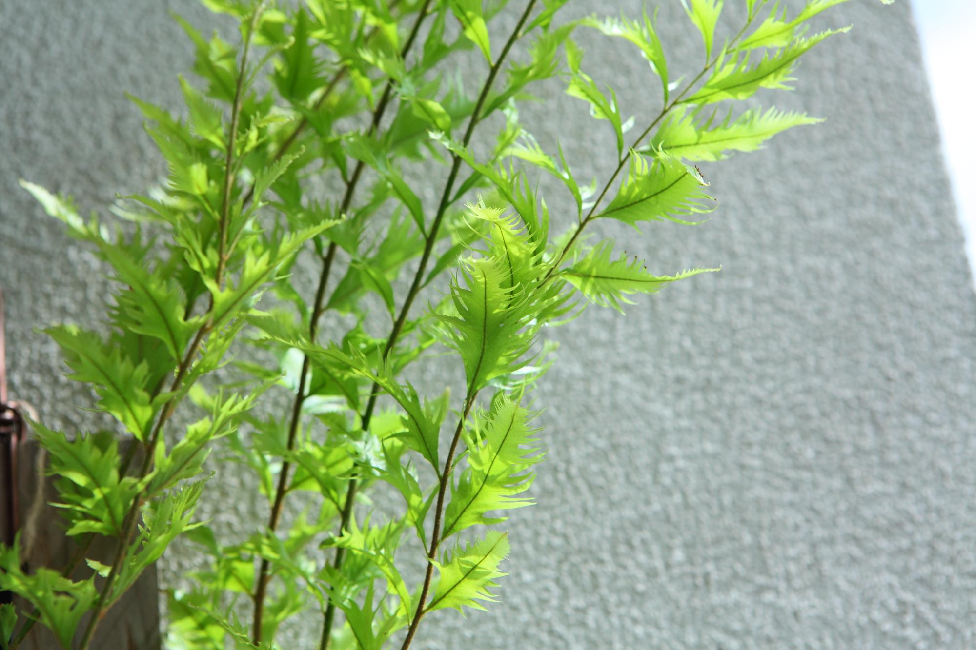 希少品【Drynaria rigidula whitei 】ドリナリア　リギュドラ　ホワイティ　E106 | 5枚目