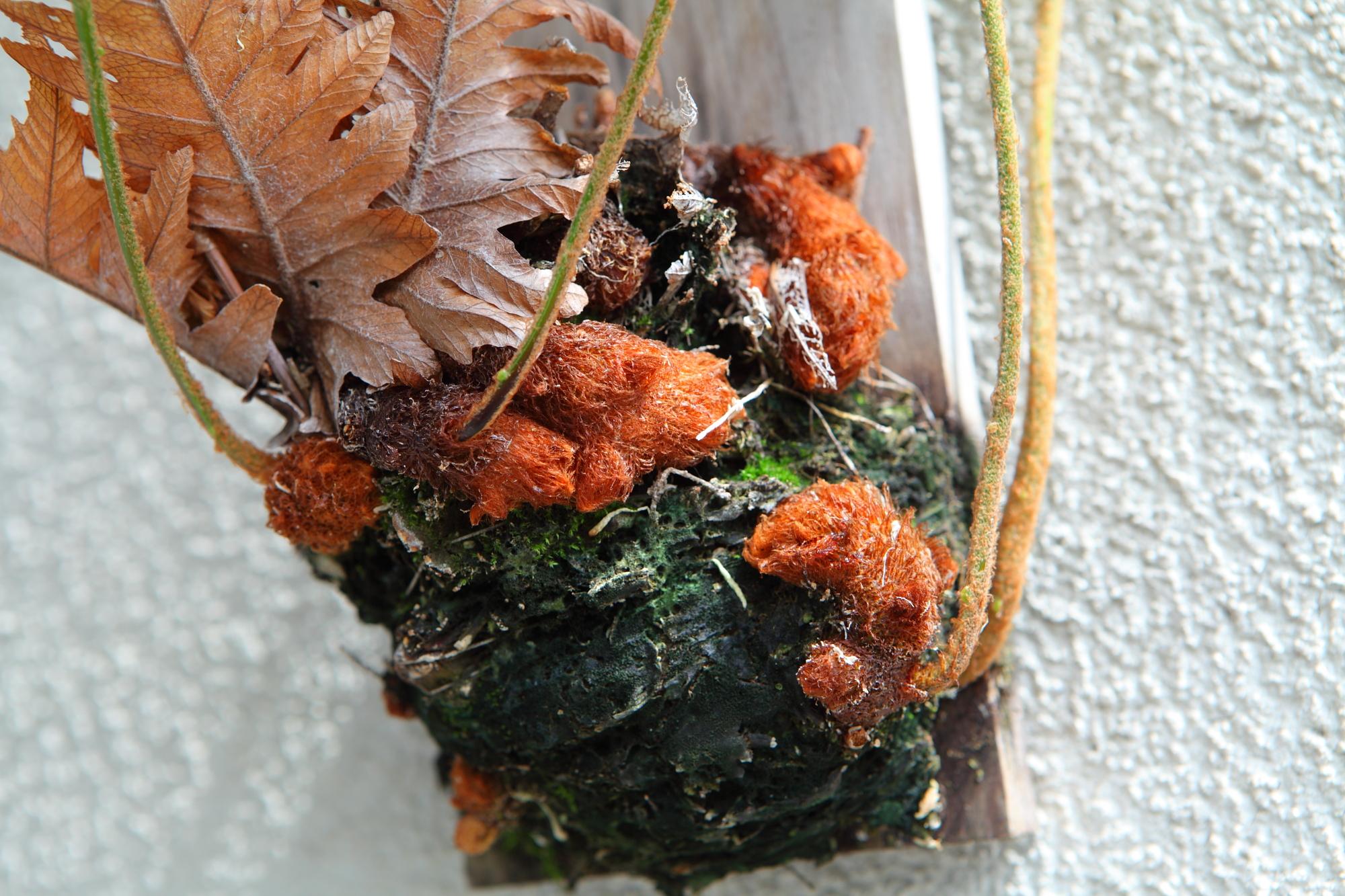 希少品【Drynaria rigidula whitei 】ドリナリア　リギュドラ　ホワイティ　E106 | 6枚目