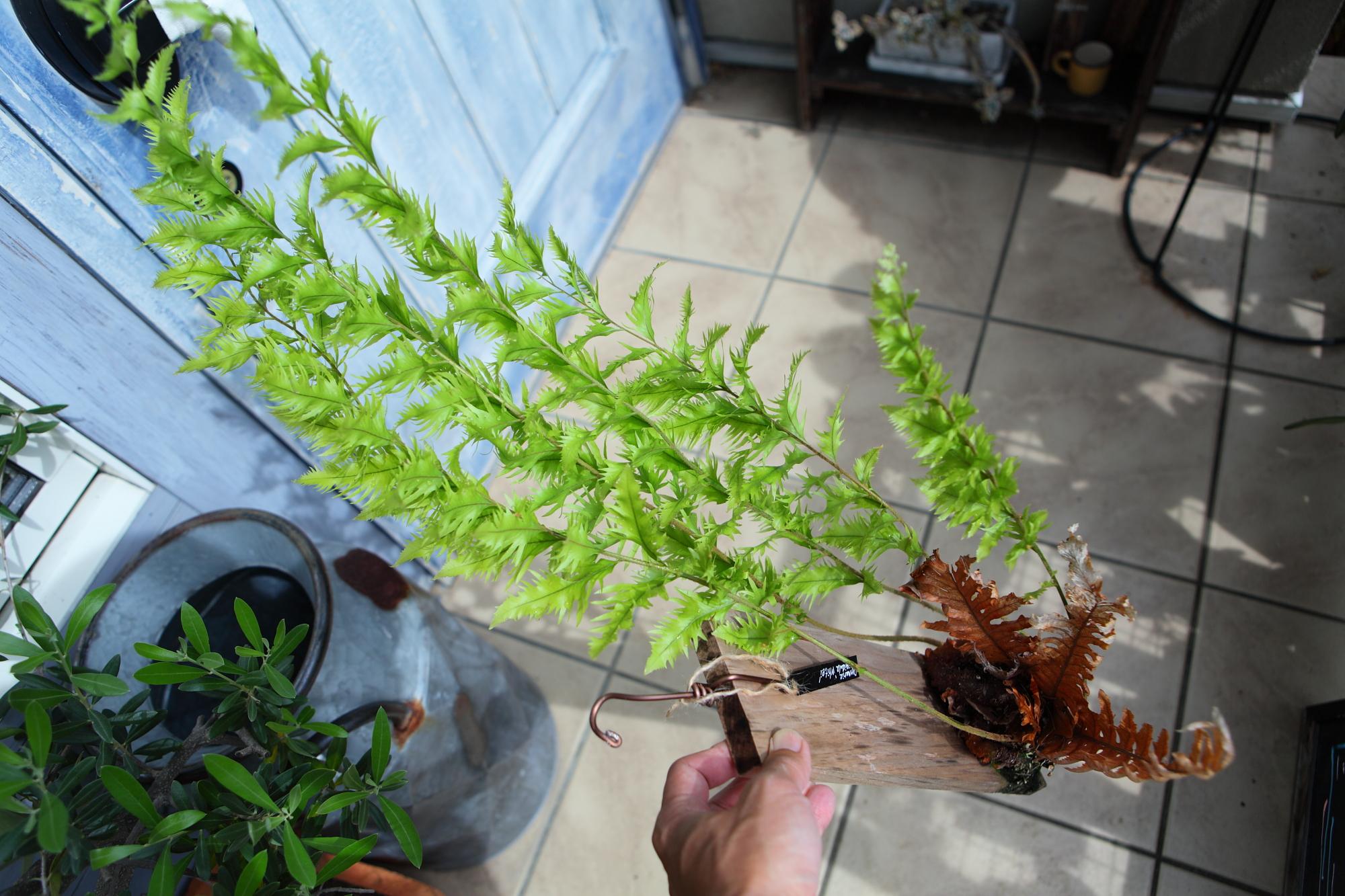 希少品【Drynaria rigidula whitei 】ドリナリア　リギュドラ　ホワイティ　E106 | 7枚目