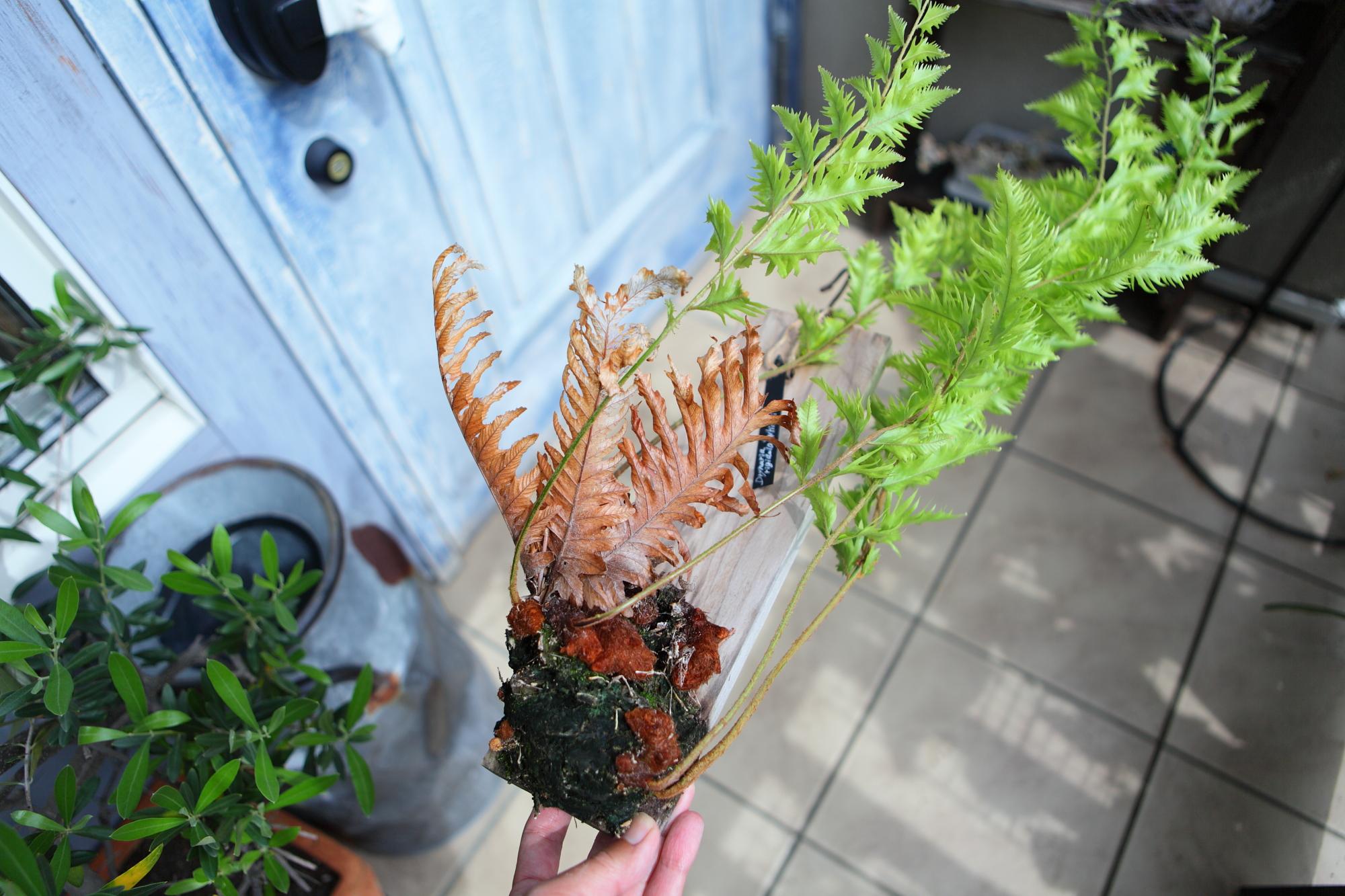 希少品【Drynaria rigidula whitei 】ドリナリア　リギュドラ　ホワイティ　E106 | 8枚目