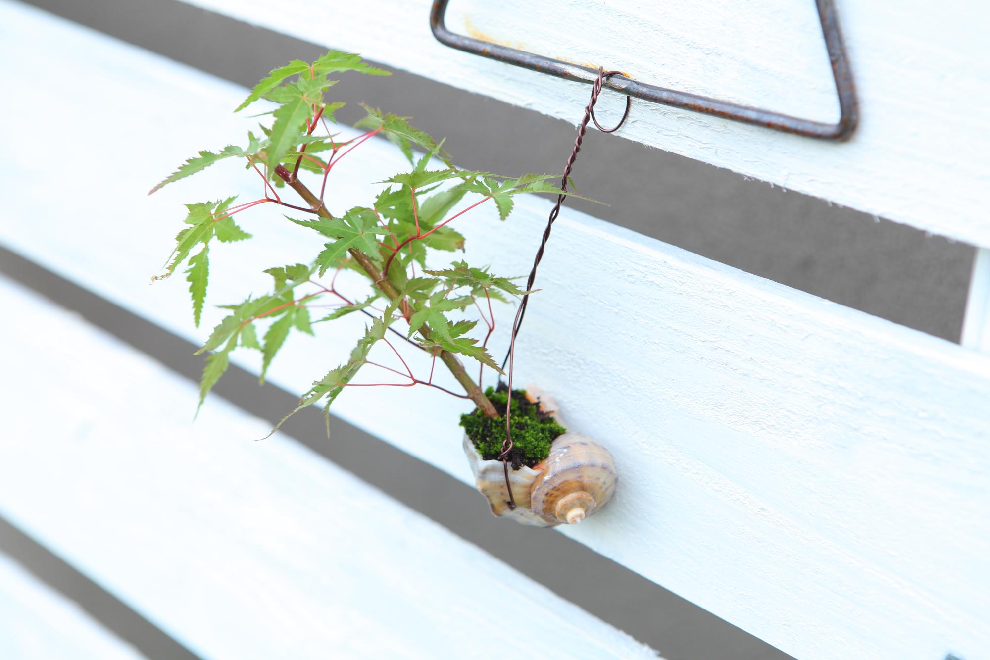 【紅葉の貝舟】ミニ盆栽　紅葉　実生　No.J105