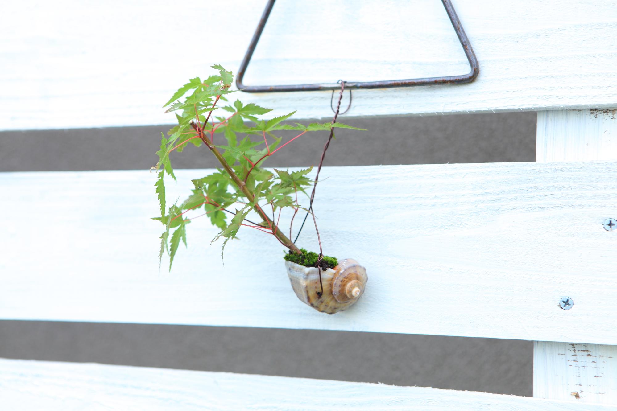 【紅葉の貝舟】ミニ盆栽　紅葉　実生　No.J105 | 2枚目