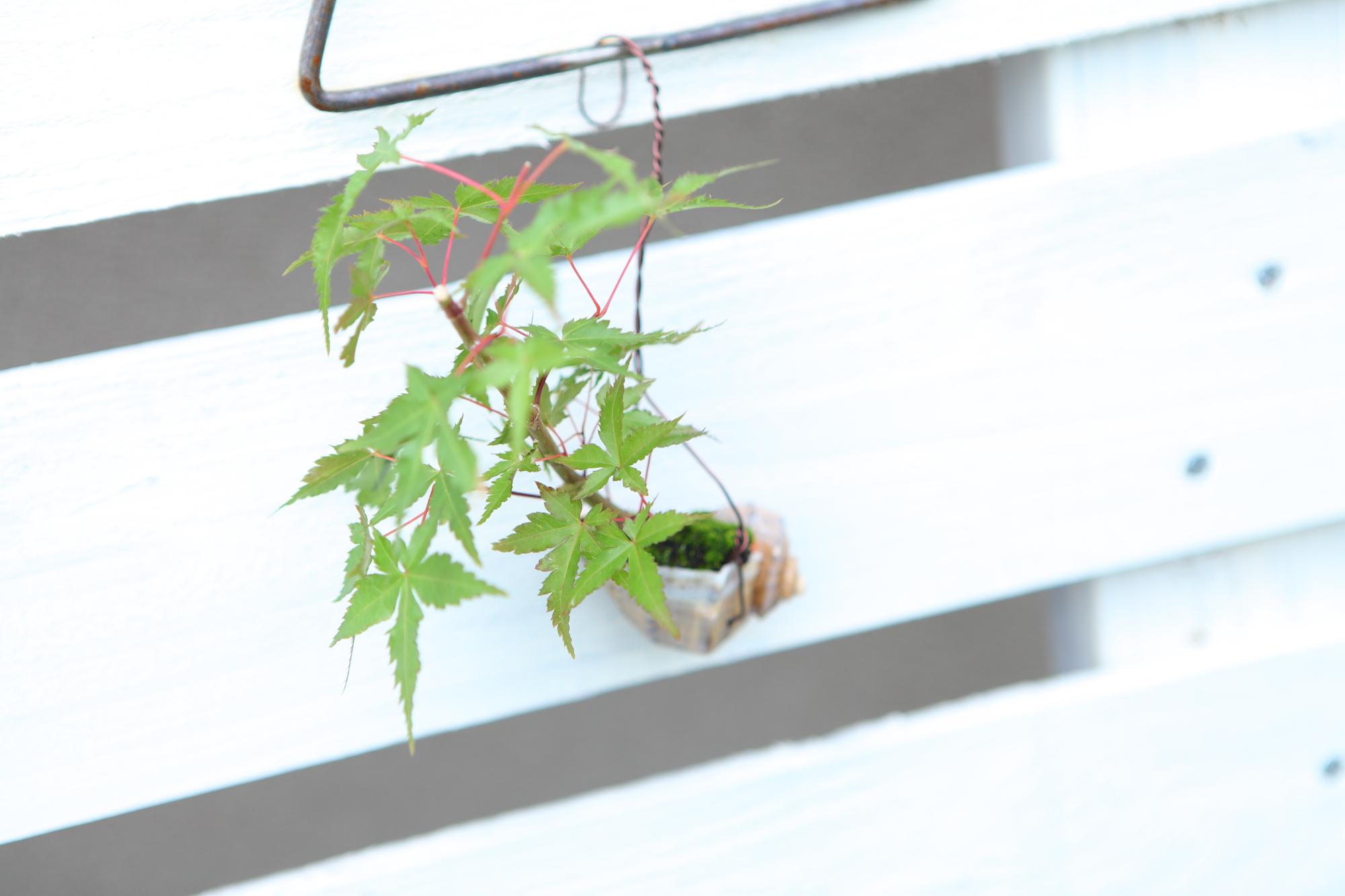 【紅葉の貝舟】ミニ盆栽　紅葉　実生　No.J105 | 3枚目