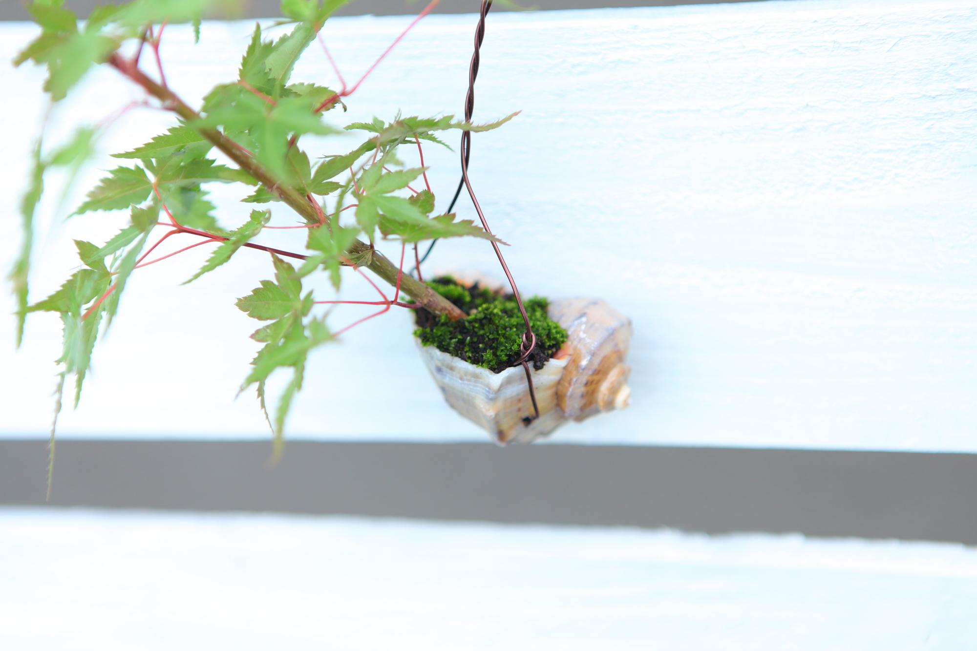 【紅葉の貝舟】ミニ盆栽　紅葉　実生　No.J105 | 4枚目