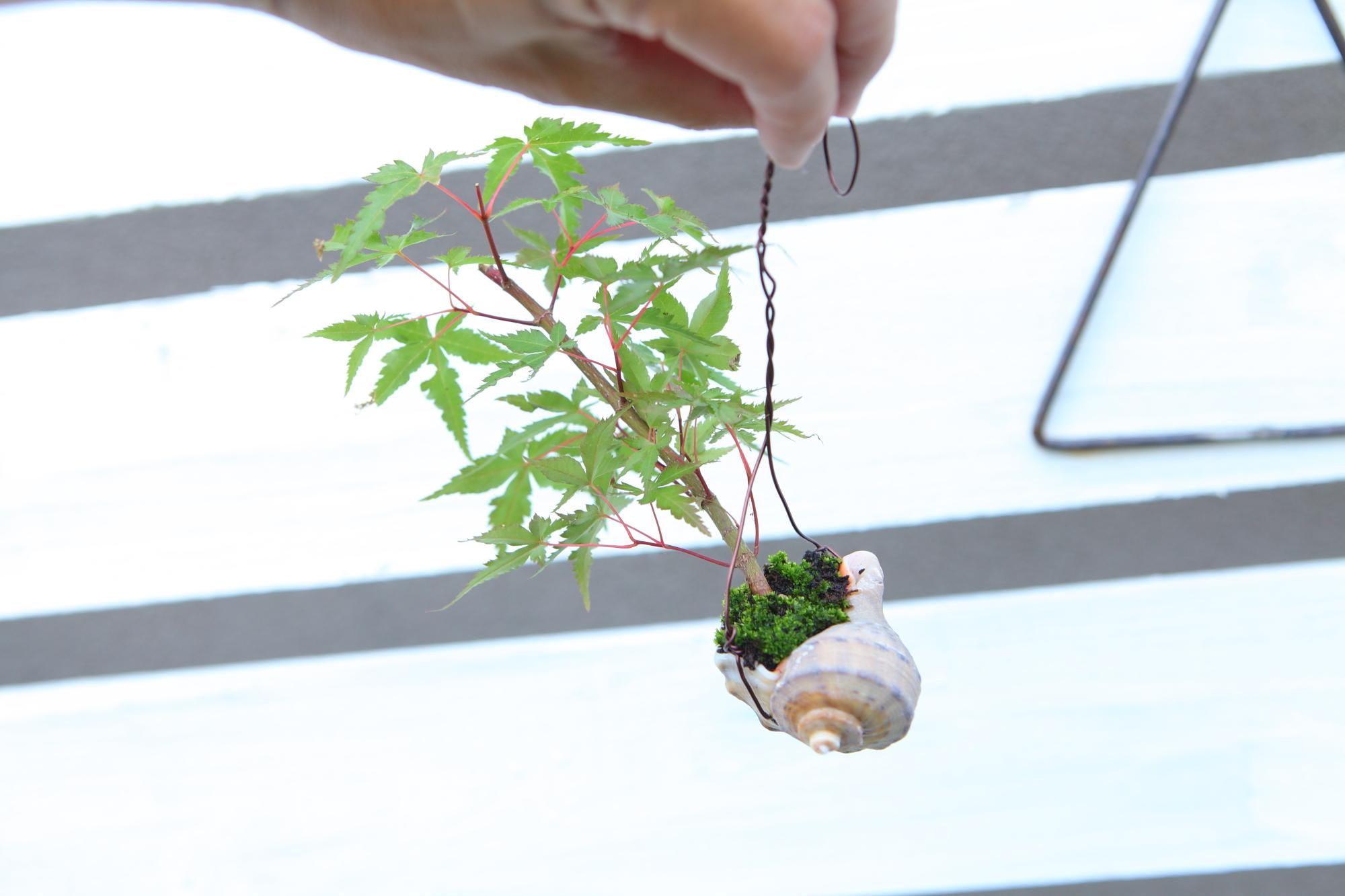 【紅葉の貝舟】ミニ盆栽　紅葉　実生　No.J105 | 5枚目