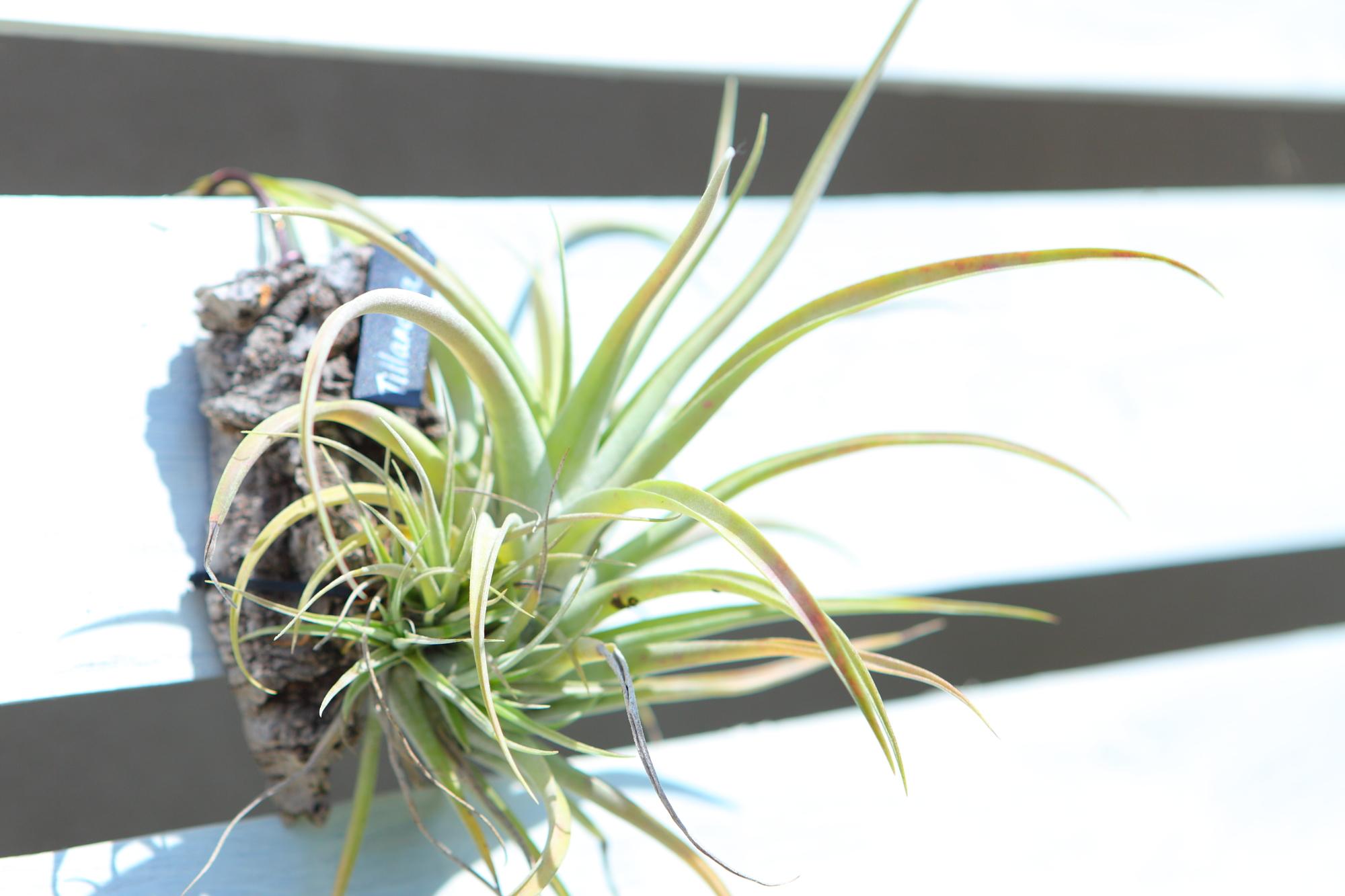 【Tillandsia 】チランジア　コルク付け　No.K104