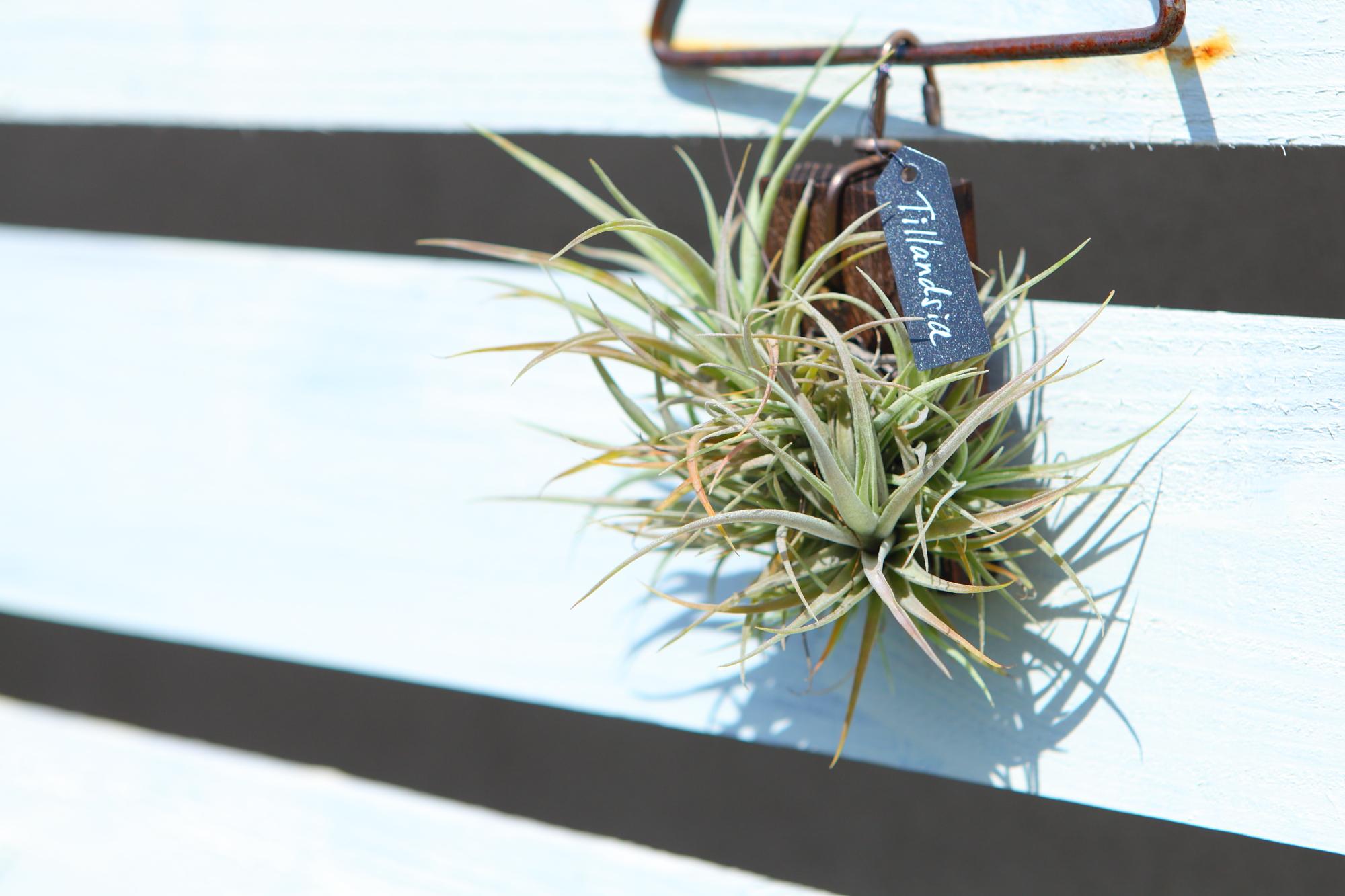 【Tillandsia 】チランジア　木材付け　No.K105