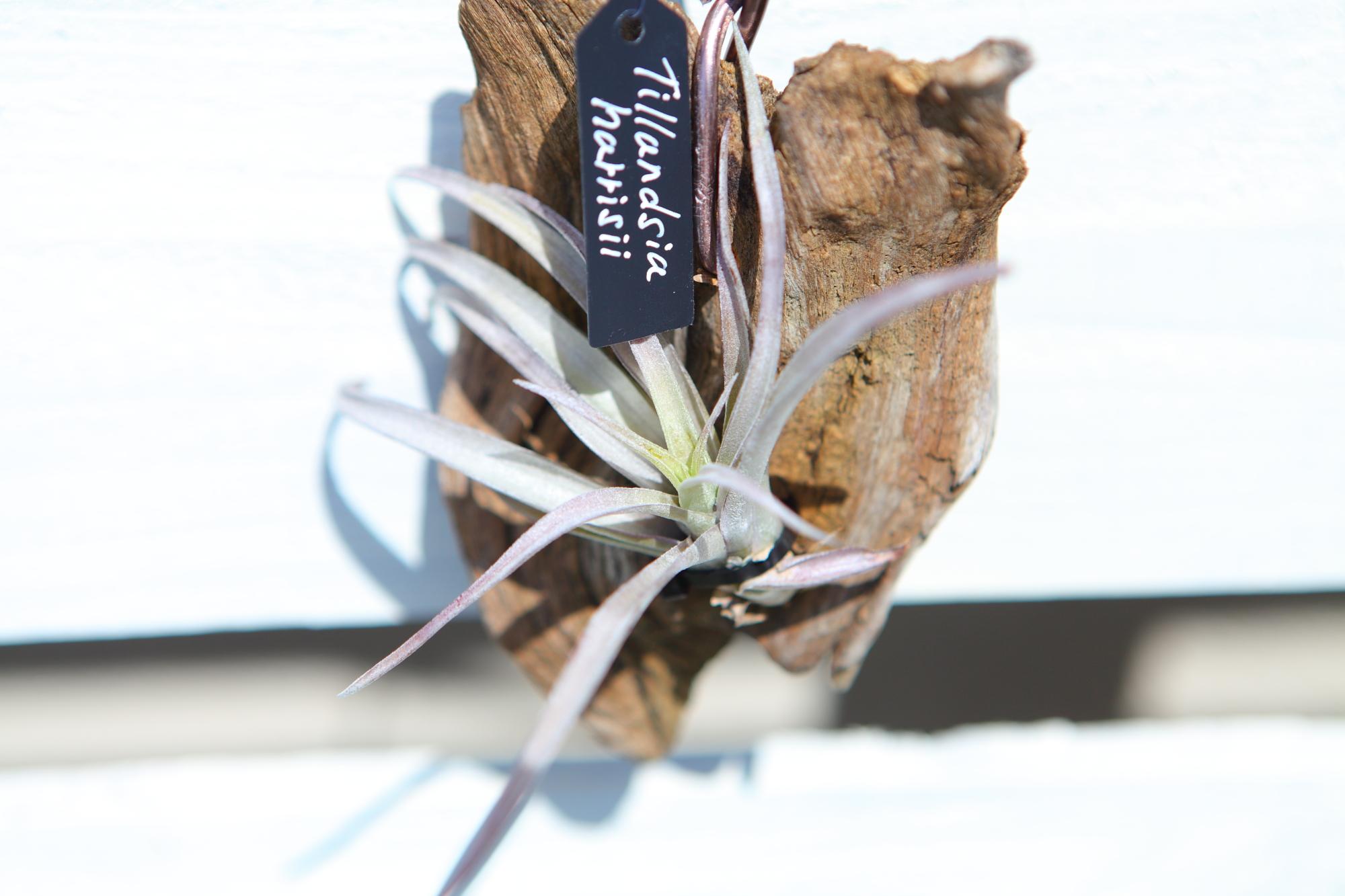 【Tillandsia harrisii】チランジア　ハリシー　流木付け　No.K106
