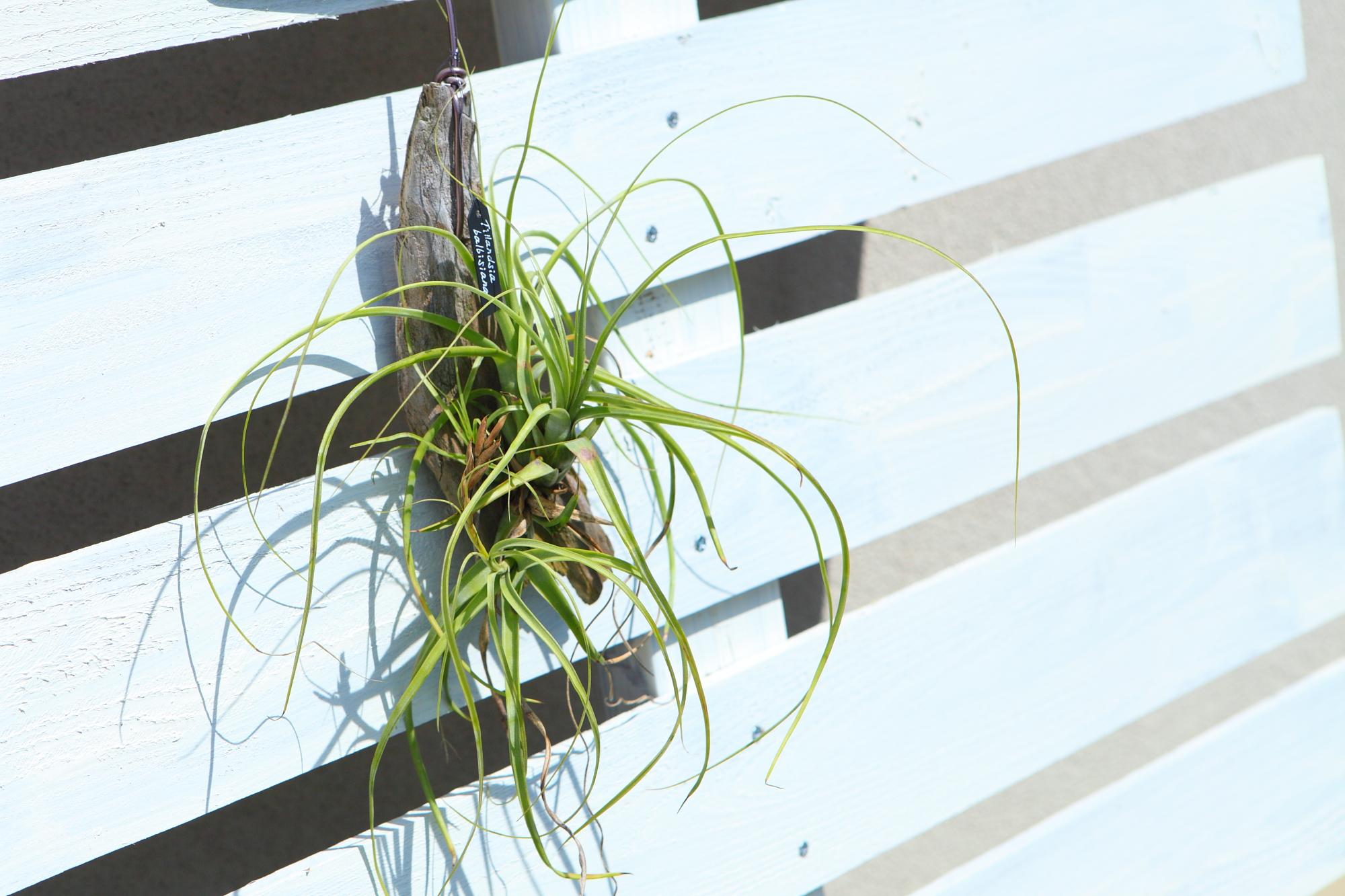 【Tillandsia balbisiana】チランジア　バルビシアーナ　流木付け　No.K107