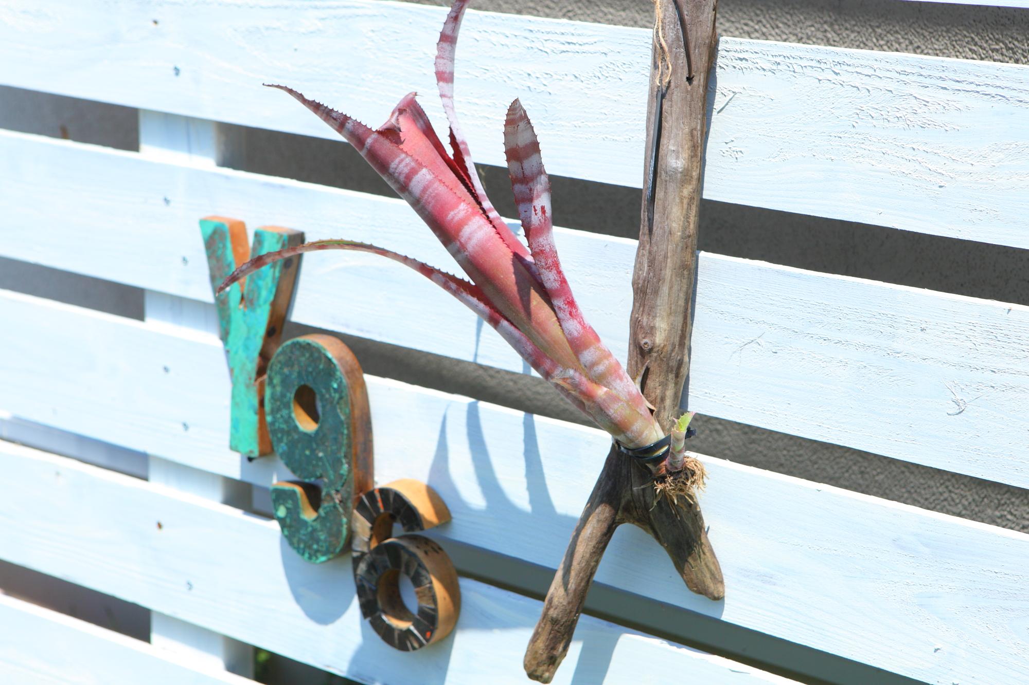 【 Billbergia Darth Vader】※子株付き　ビルベルギア　ダースベイダー G103