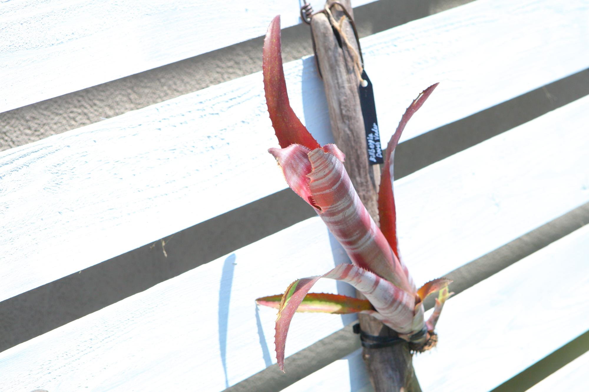 【 Billbergia Darth Vader】※子株付き　ビルベルギア　ダースベイダー G103 | 2枚目