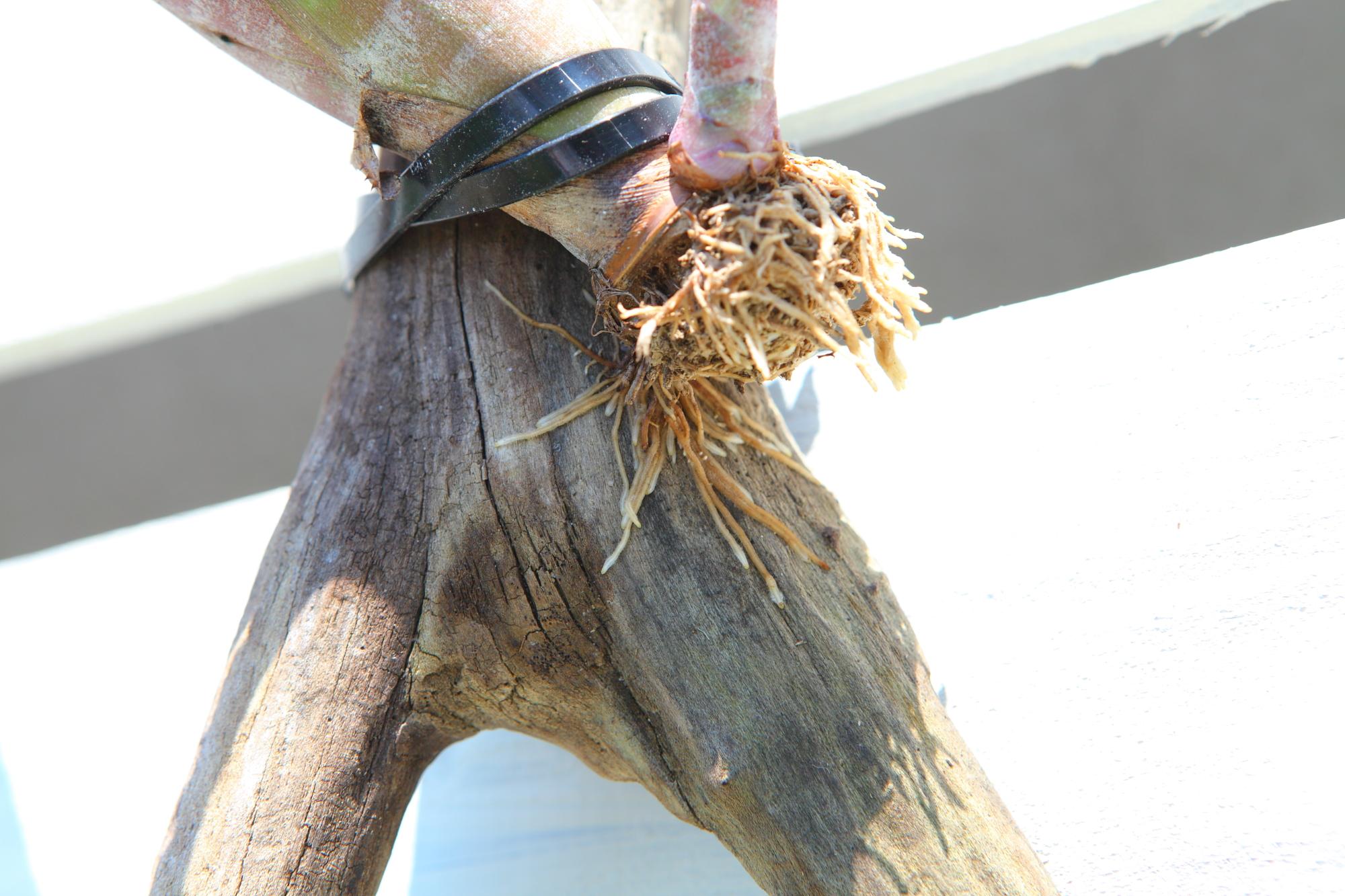 【 Billbergia Darth Vader】※子株付き　ビルベルギア　ダースベイダー G103 | 3枚目