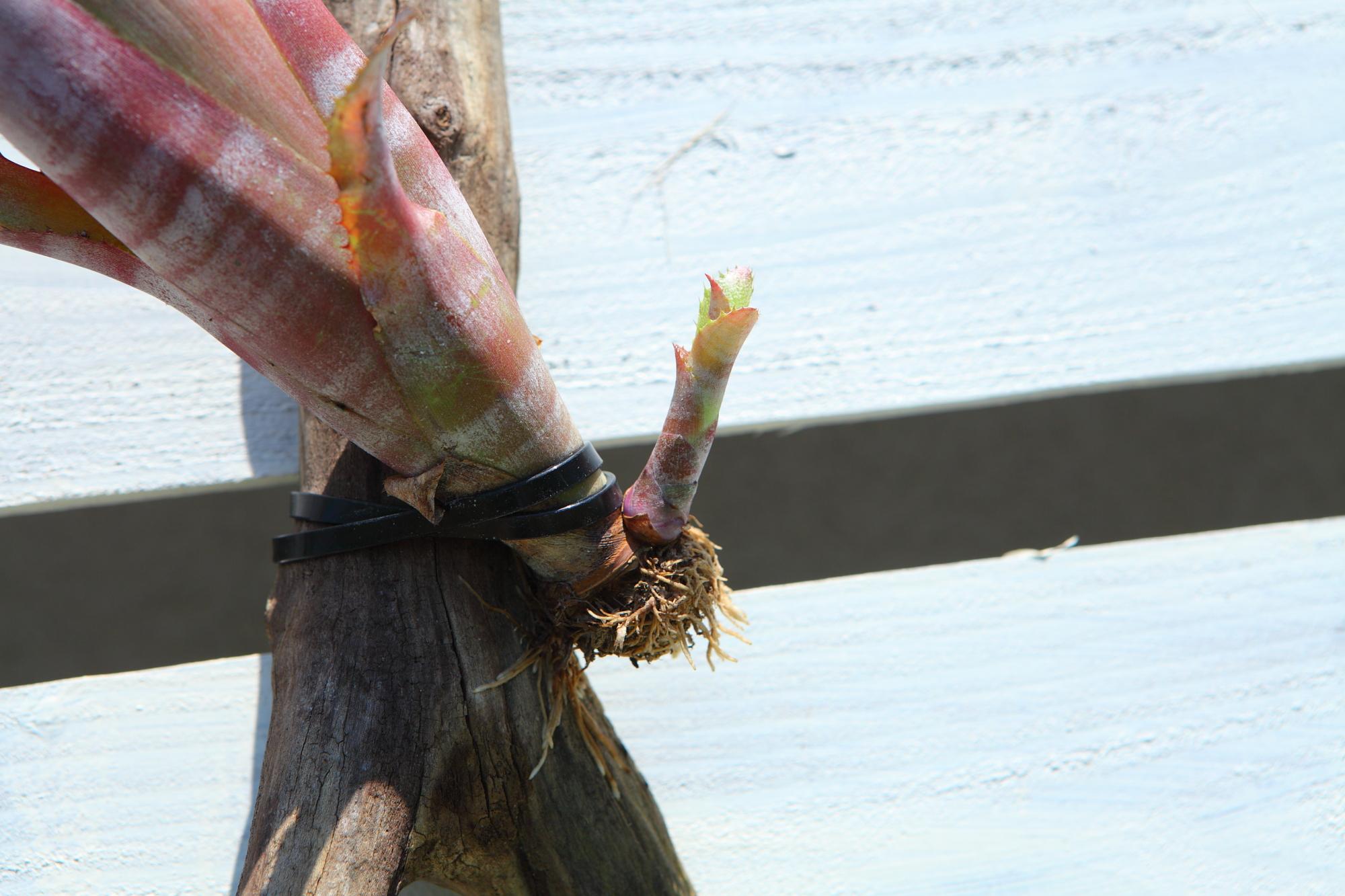 【 Billbergia Darth Vader】※子株付き　ビルベルギア　ダースベイダー G103 | 4枚目