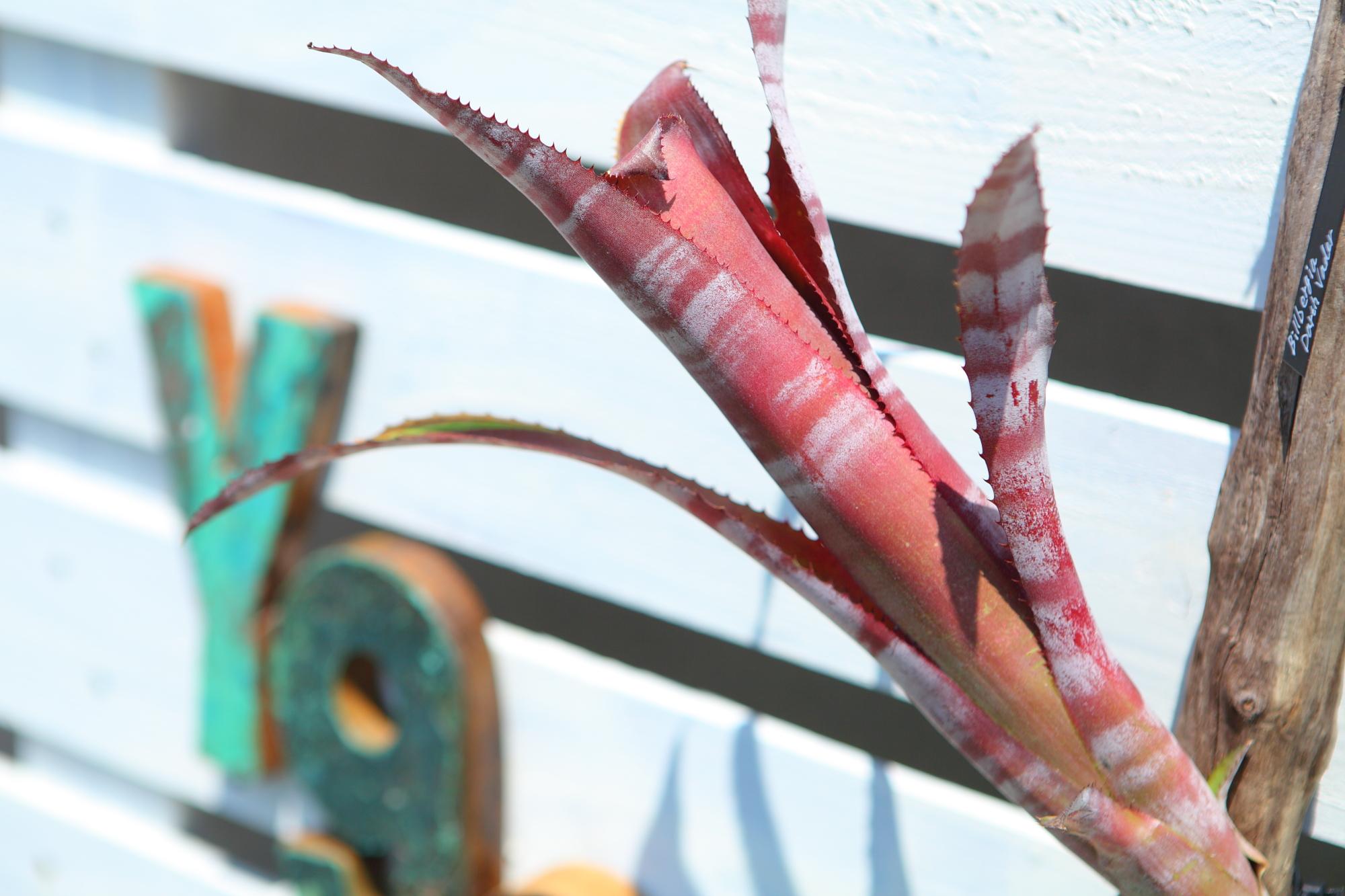 【 Billbergia Darth Vader】※子株付き　ビルベルギア　ダースベイダー G103 | 5枚目