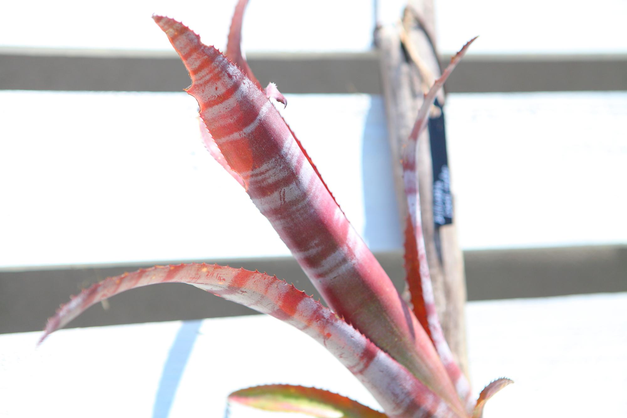 【 Billbergia Darth Vader】※子株付き　ビルベルギア　ダースベイダー G103 | 6枚目