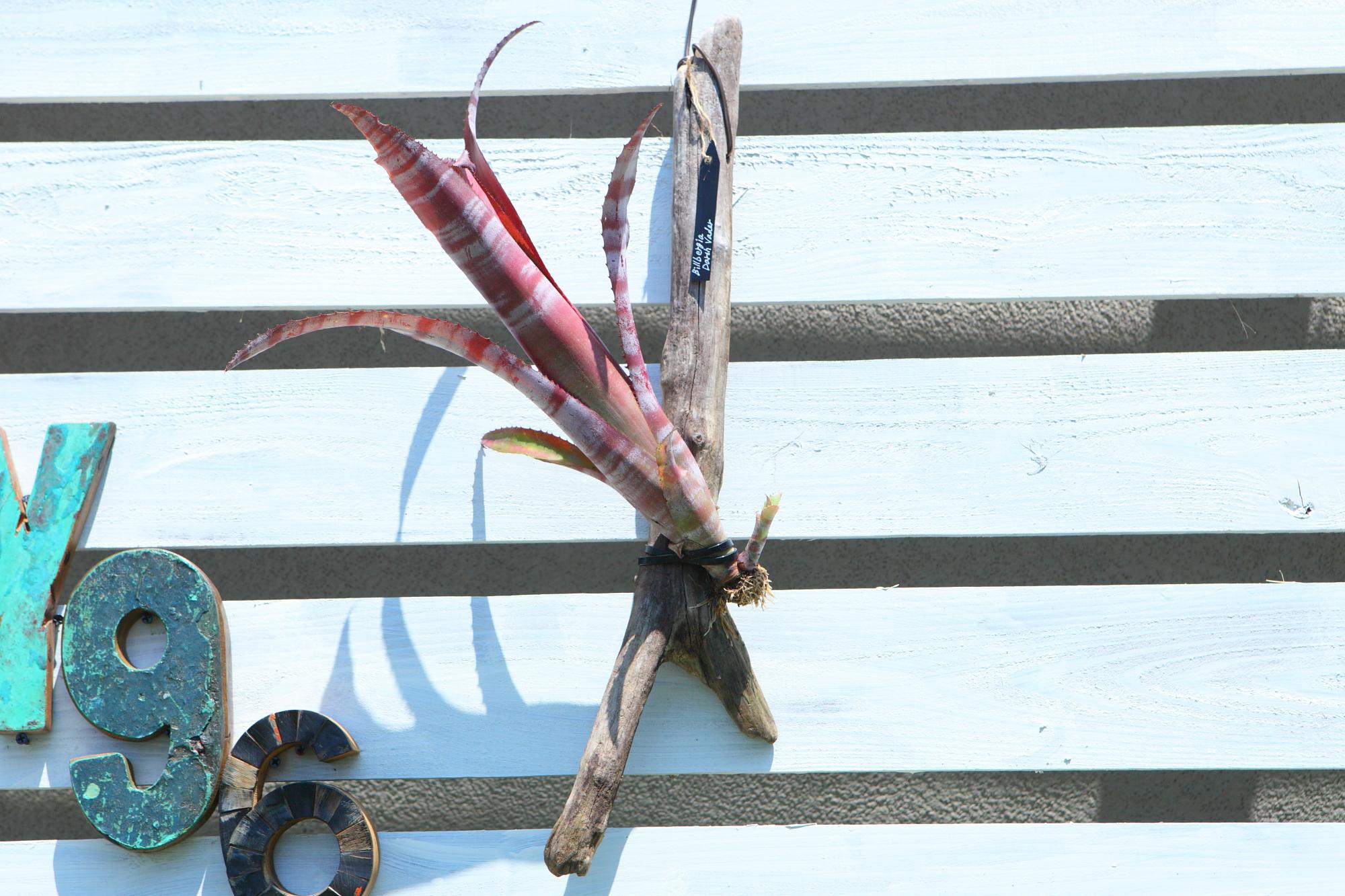 【 Billbergia Darth Vader】※子株付き　ビルベルギア　ダースベイダー G103 | 7枚目