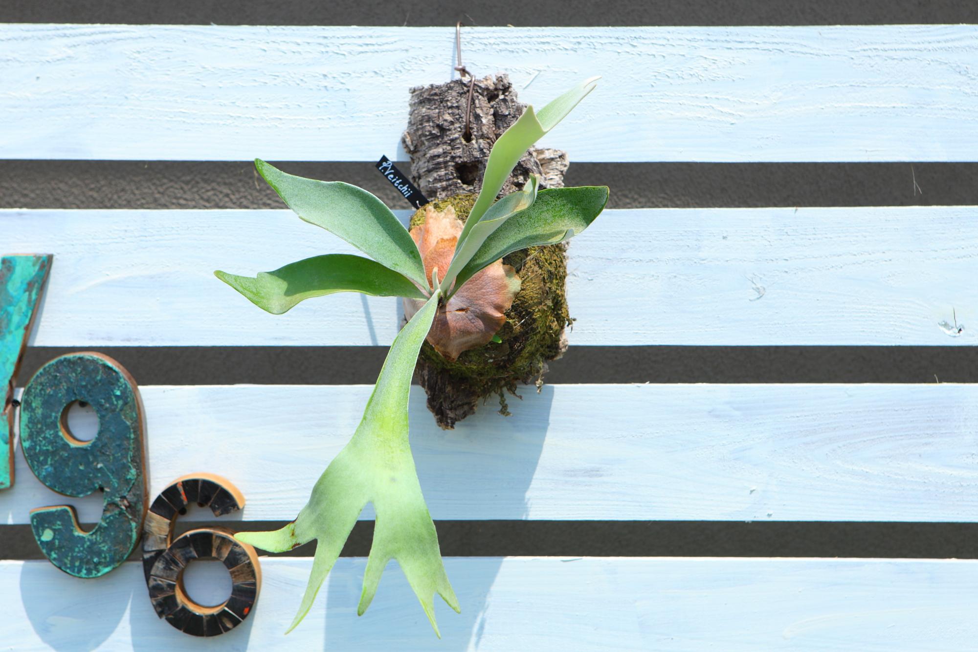 【P. Veitchii 】ビカクシダ ビーチー  ベイチー　コルク付　大きめ　No.A108 | 2枚目