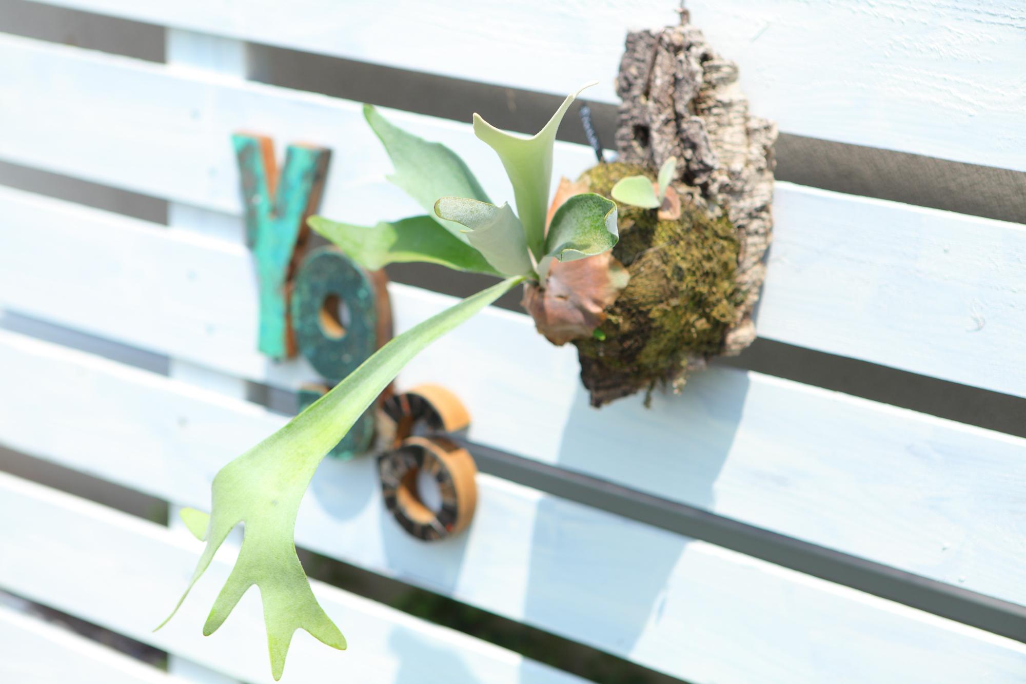 【P. Veitchii 】ビカクシダ ビーチー  ベイチー　コルク付　大きめ　No.A108 | 3枚目